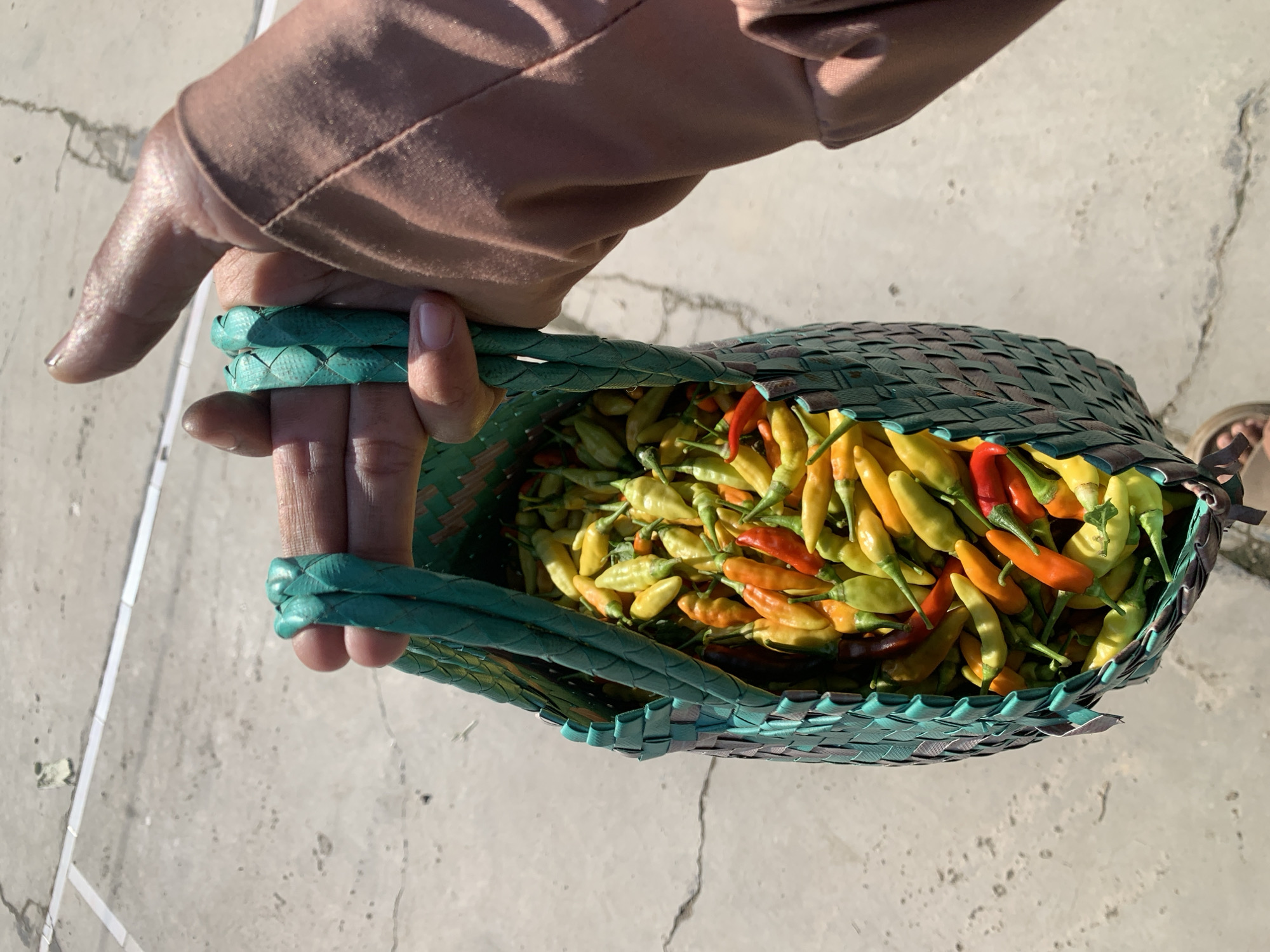 Rural morning scenes captured in Karangkemiri: chili harvest, cat