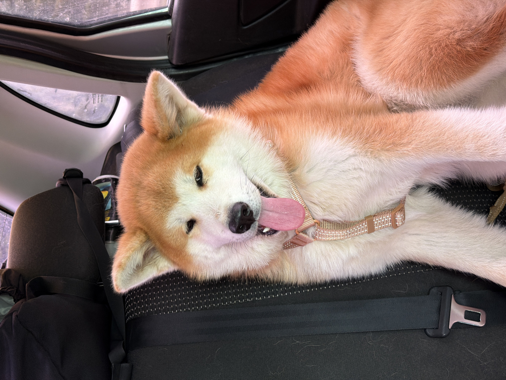 Akita dog rests comfortably in vehicle in Russia