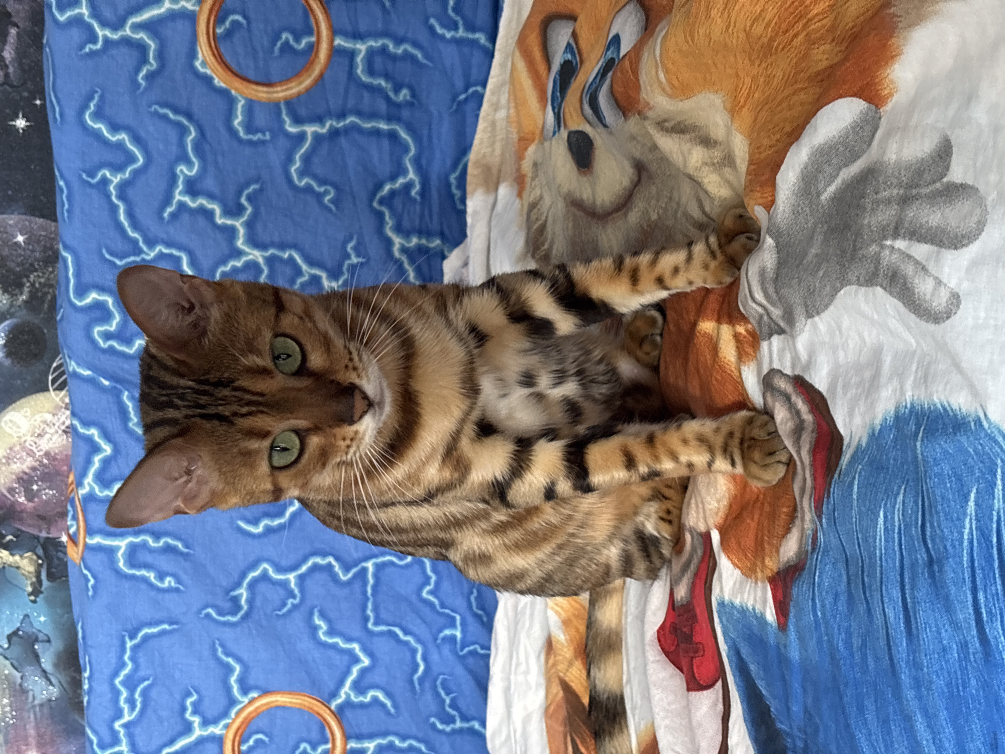 Bengal cat on a Sonic duvet, plus a quiet morning outside in Noviy