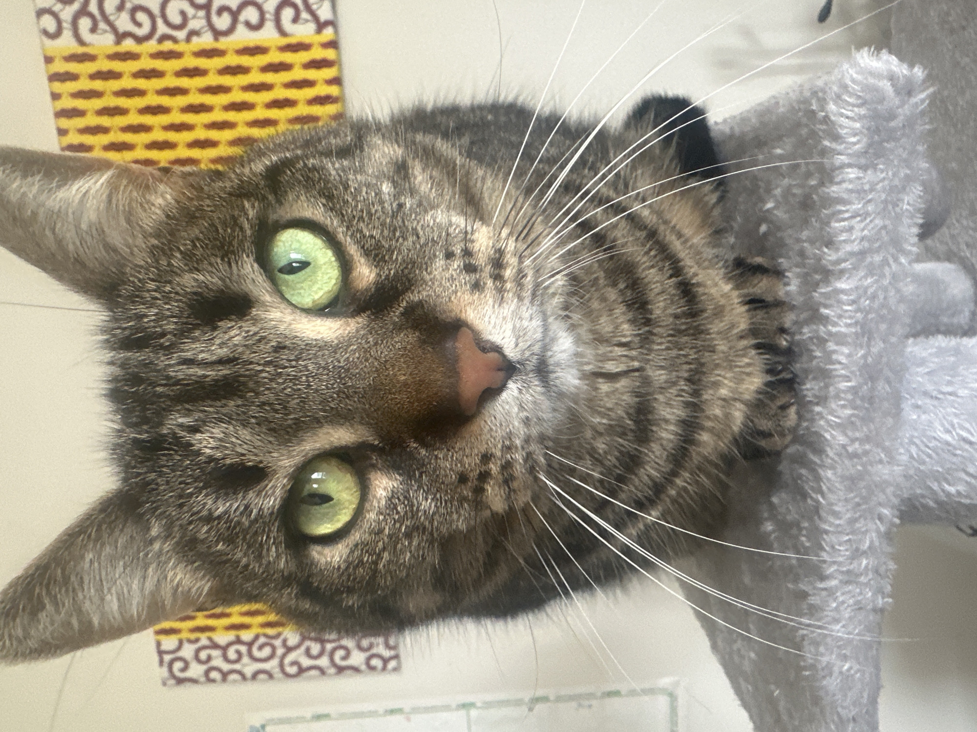 Brown tabby cat photographed with tilted head in France