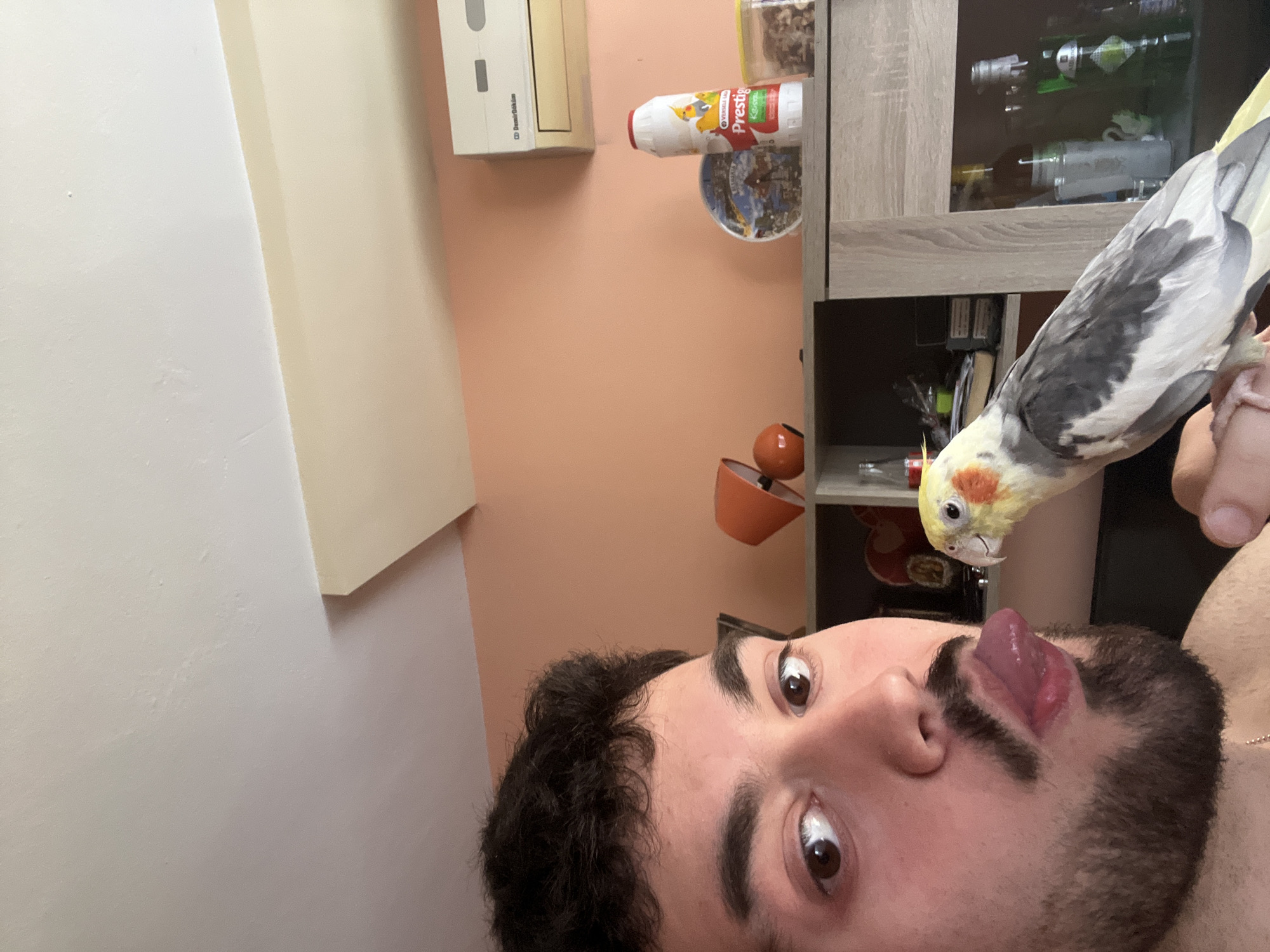 Man plays with pet cockatiel in Bulgarian home
