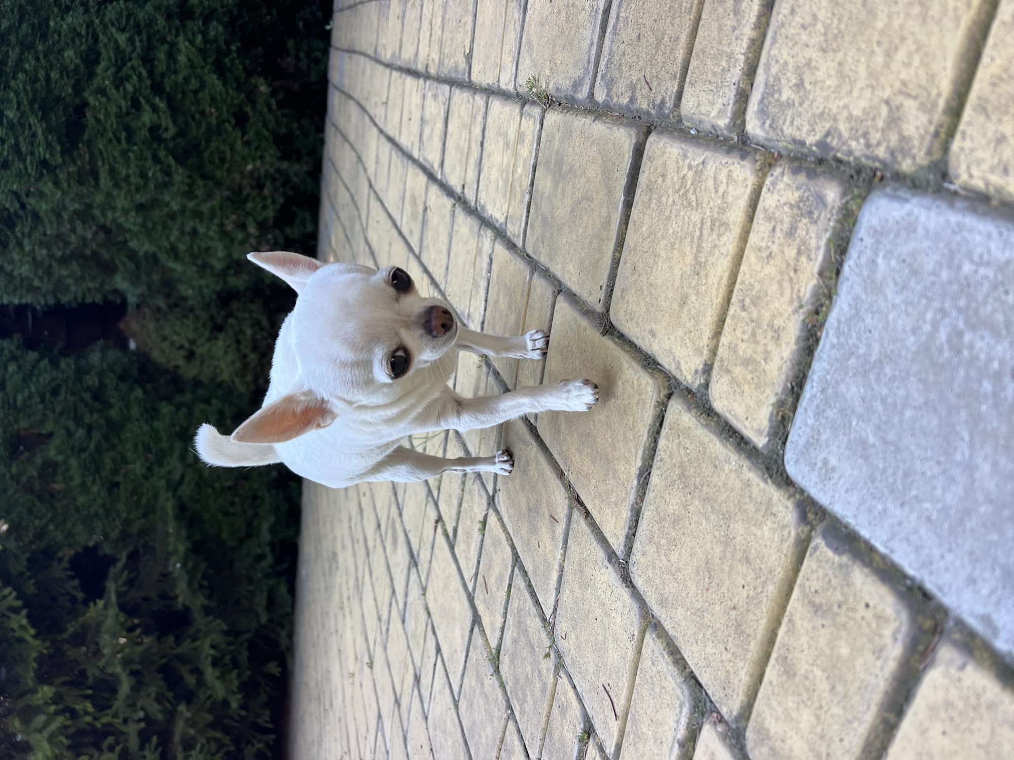White chihuahua on a summer morning walk through Fontanka gardens