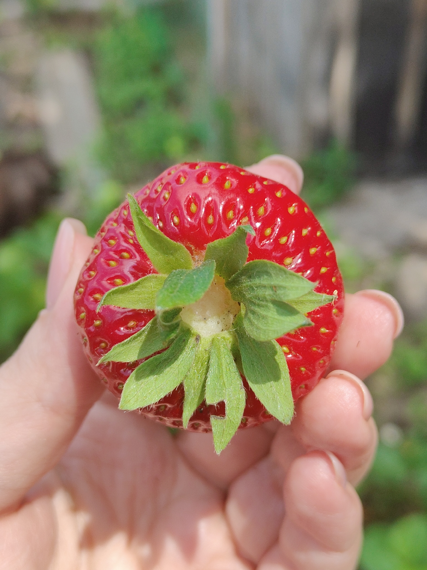 Strawberry picking and garden exploration documented in Mykolaiv