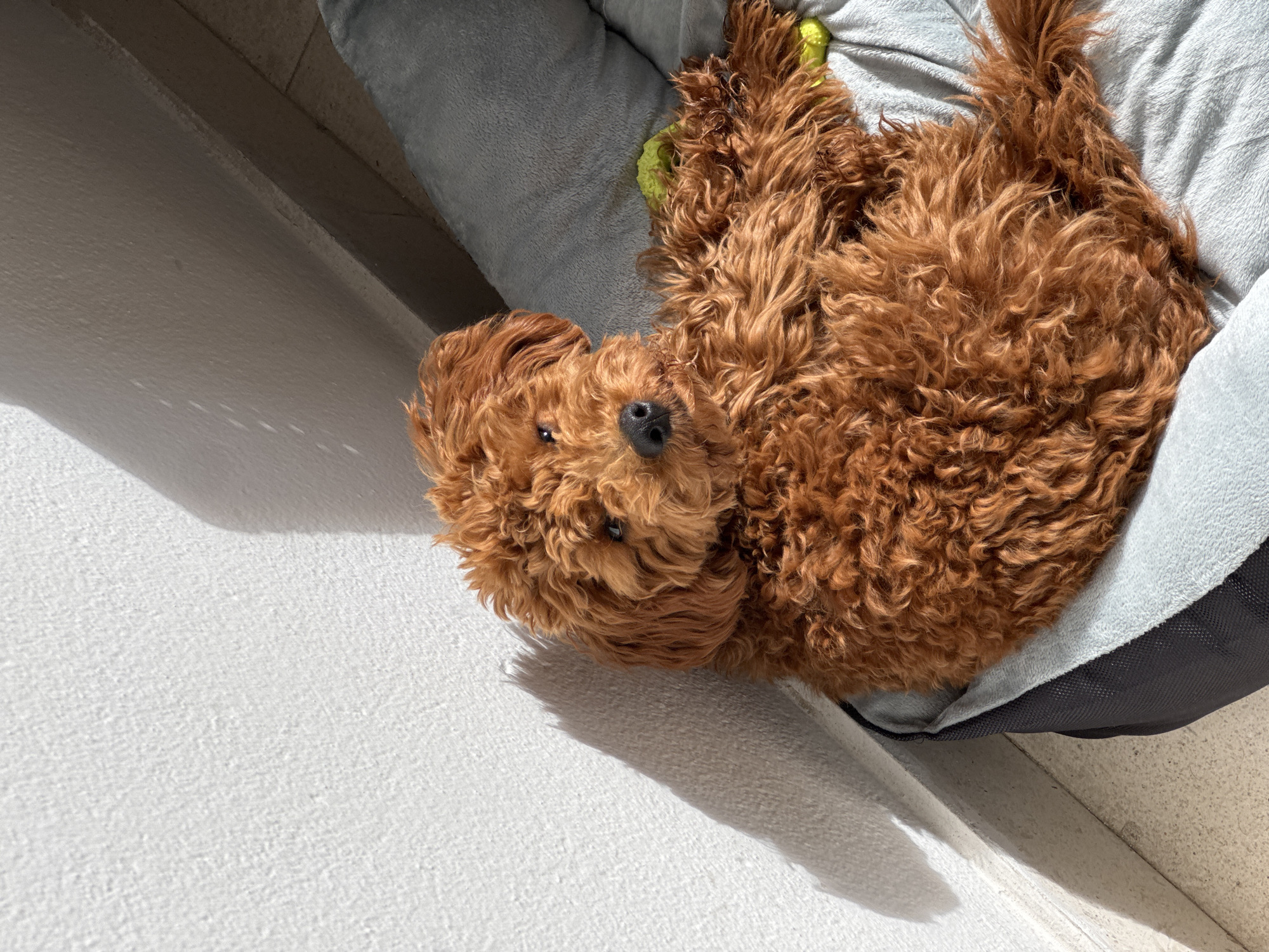 Dog rests in bed with toy in Montenegro morning