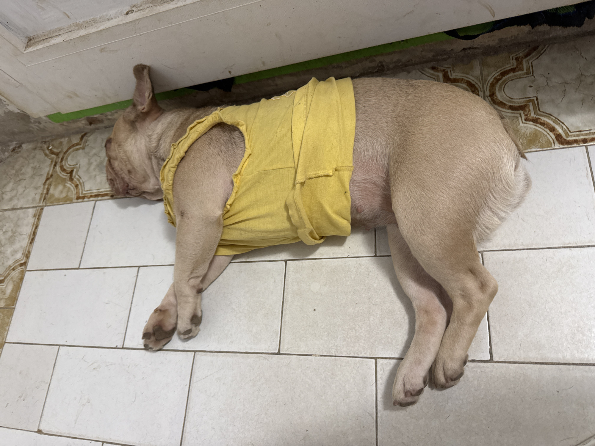 French Bulldogs deep in afternoon naps, San Benedetto del Tronto