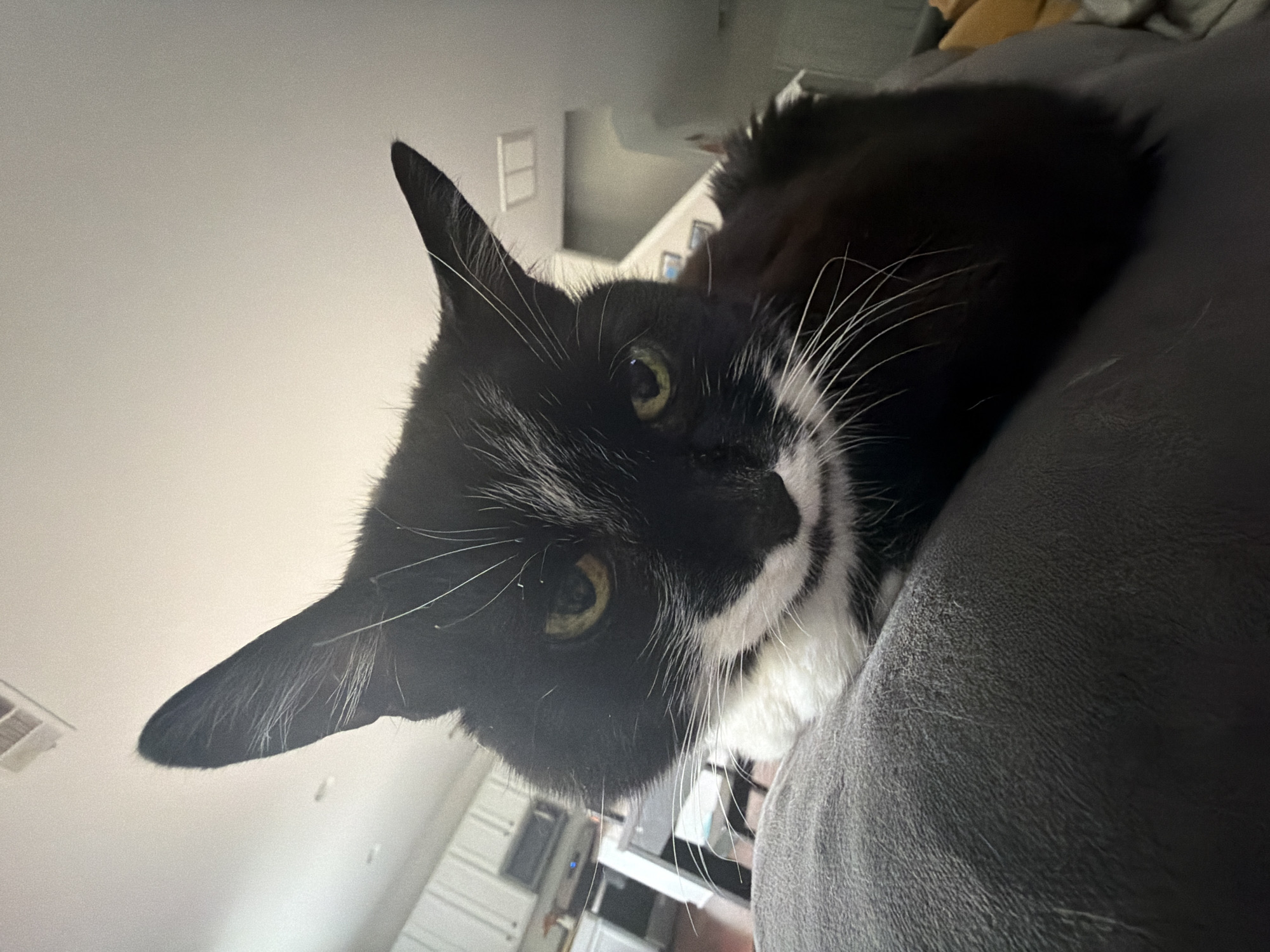 Black and white cat rests indoors in Buford home