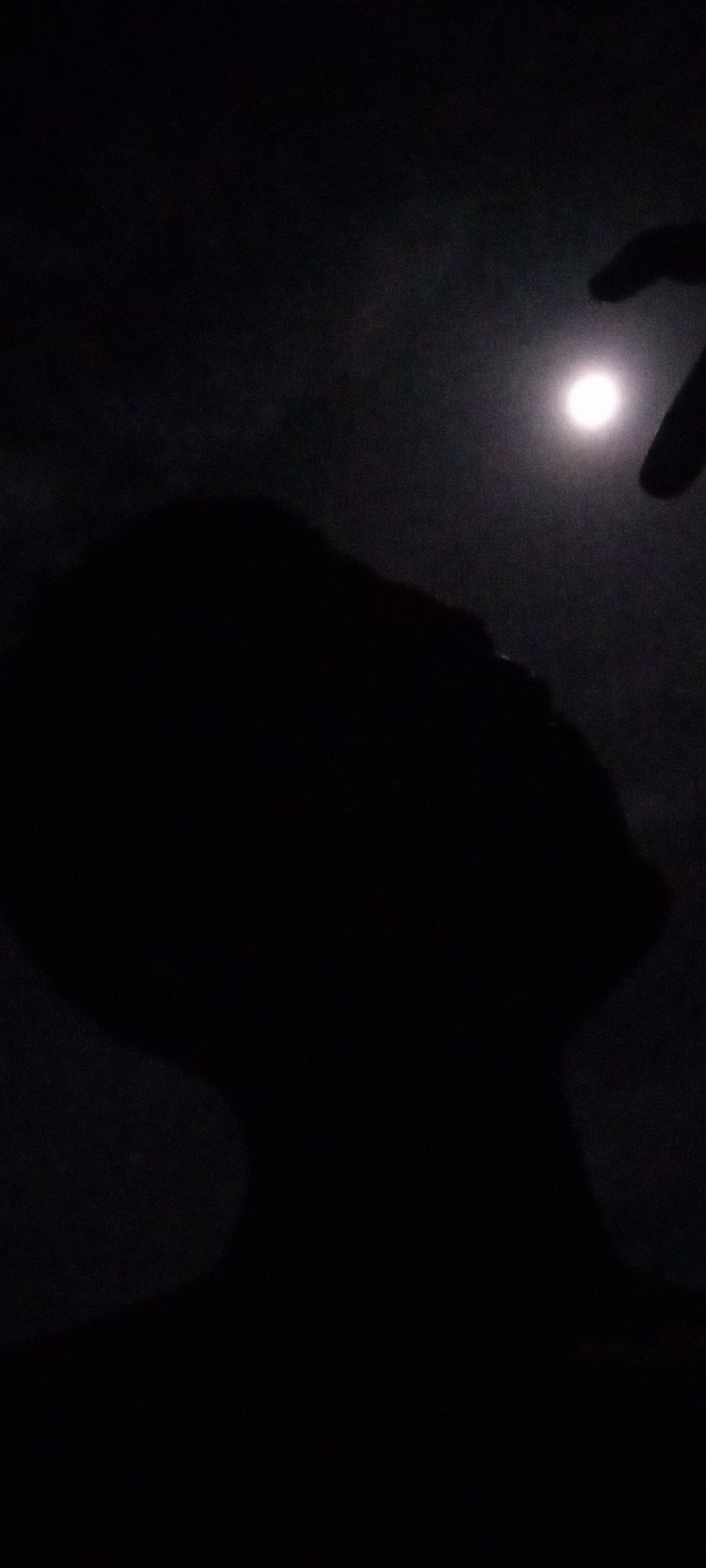 Nighttime silhouettes captured against bright celestial light source