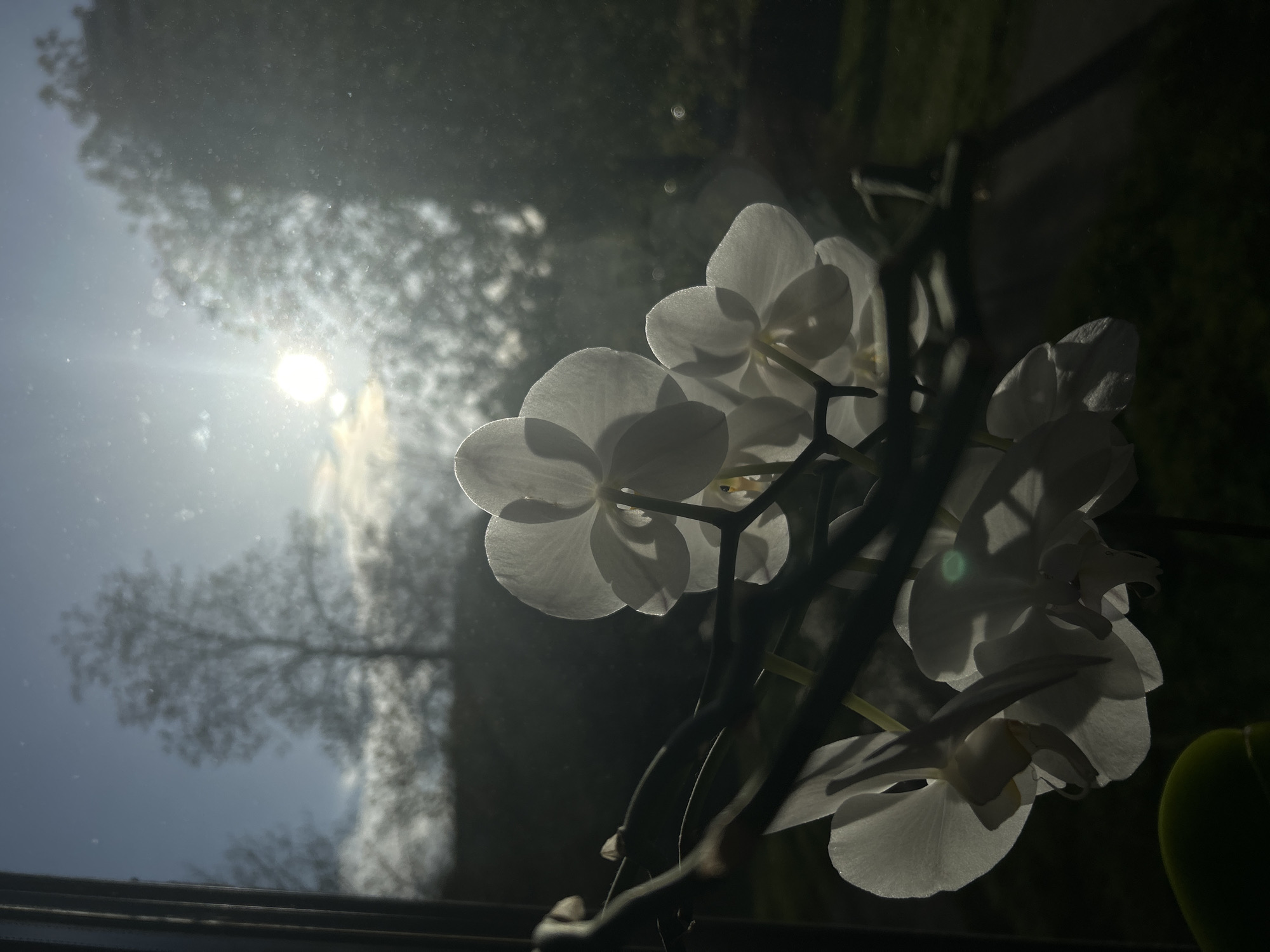White orchids bloom in sunlit window in Karlsruhe
