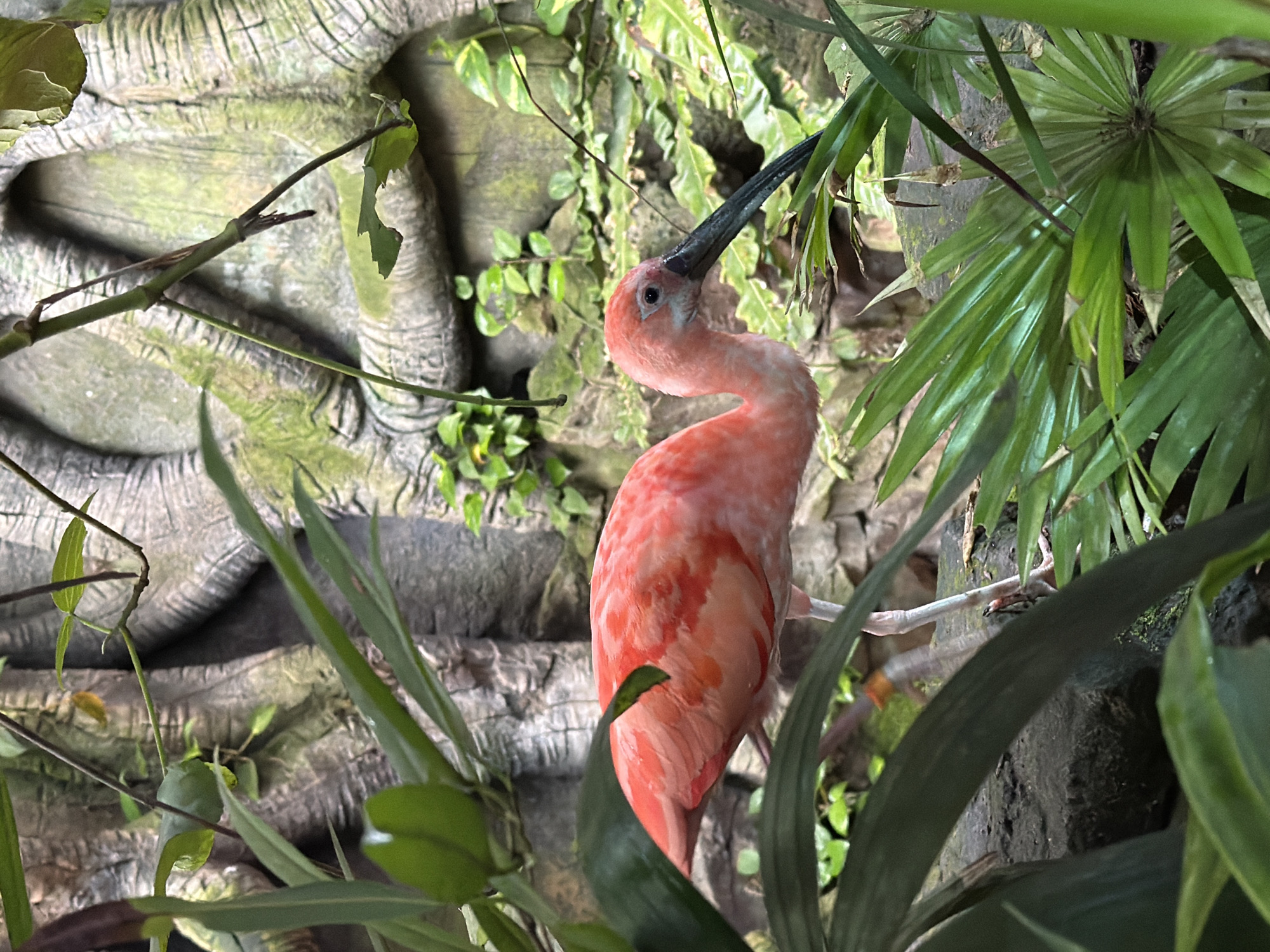 Exploring Dubai's tropical wildlife attraction, birds to bats