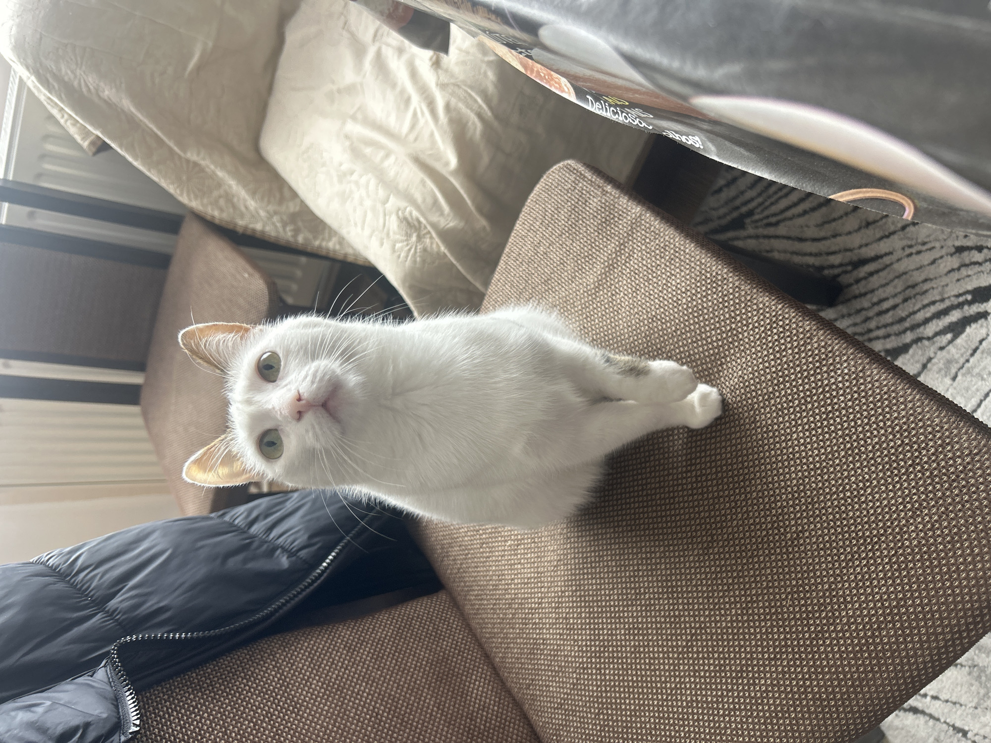 Indoor scenes: cat, gym workout, parked Audi documented