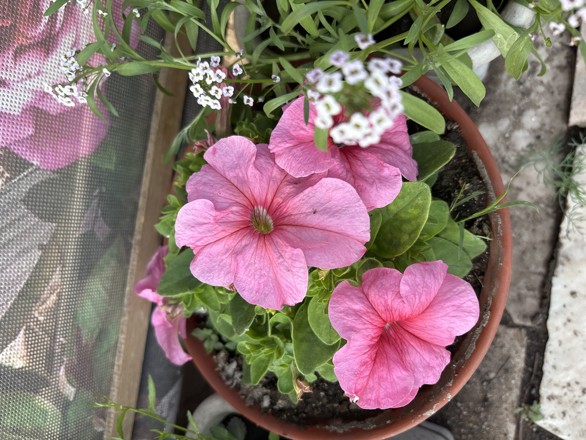 Home Garden Documentation Shows Flowers and Chickens in Chernogorsk