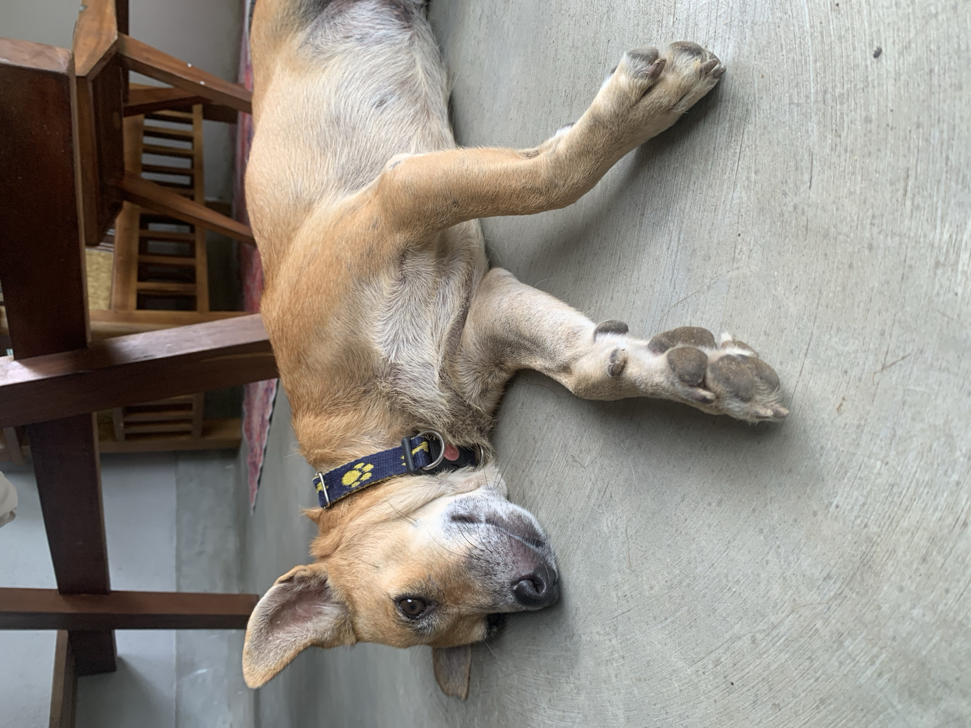 Dog resting on concrete floor in Kabalana, Sri Lanka