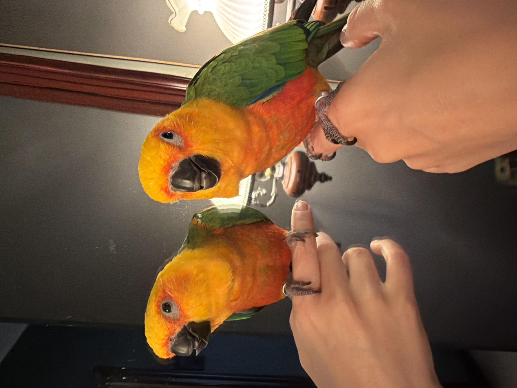 Colorful sun conure parrots spotted in Khimki office setting