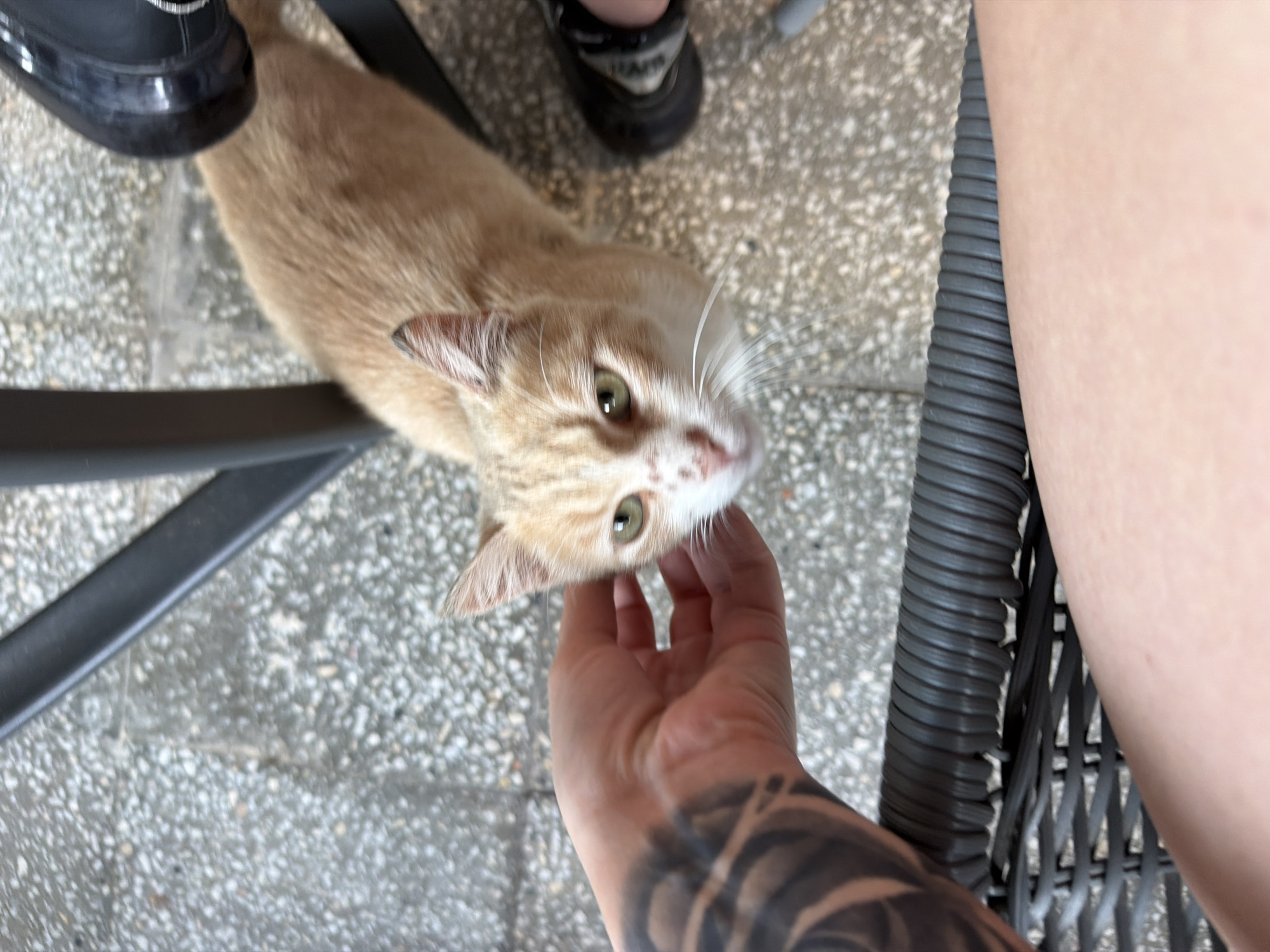 Cat encounter and insect specimens observed in Ahtopol