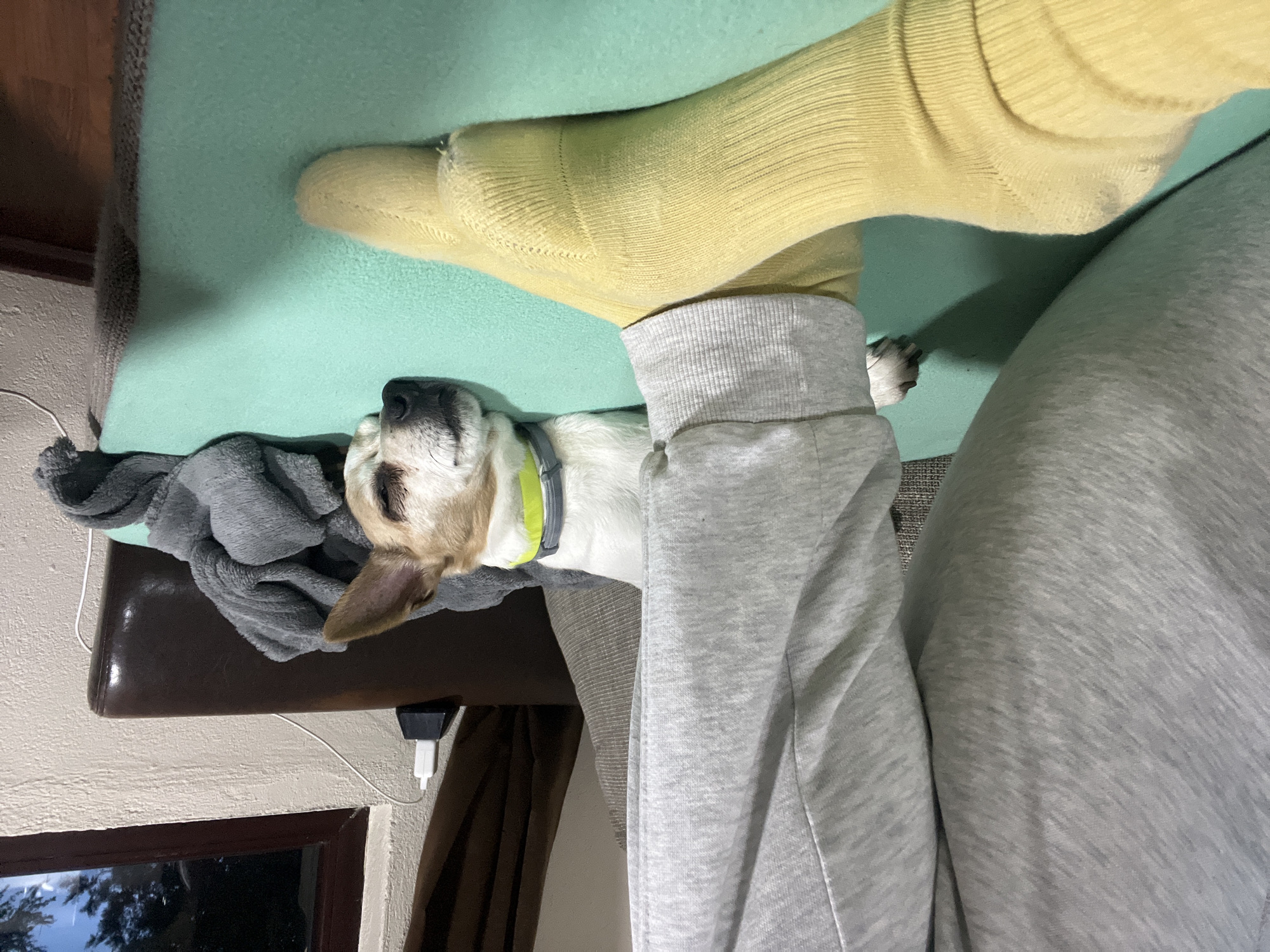 Jack Russell Terrier sleeps on cushion in Bulgaria home