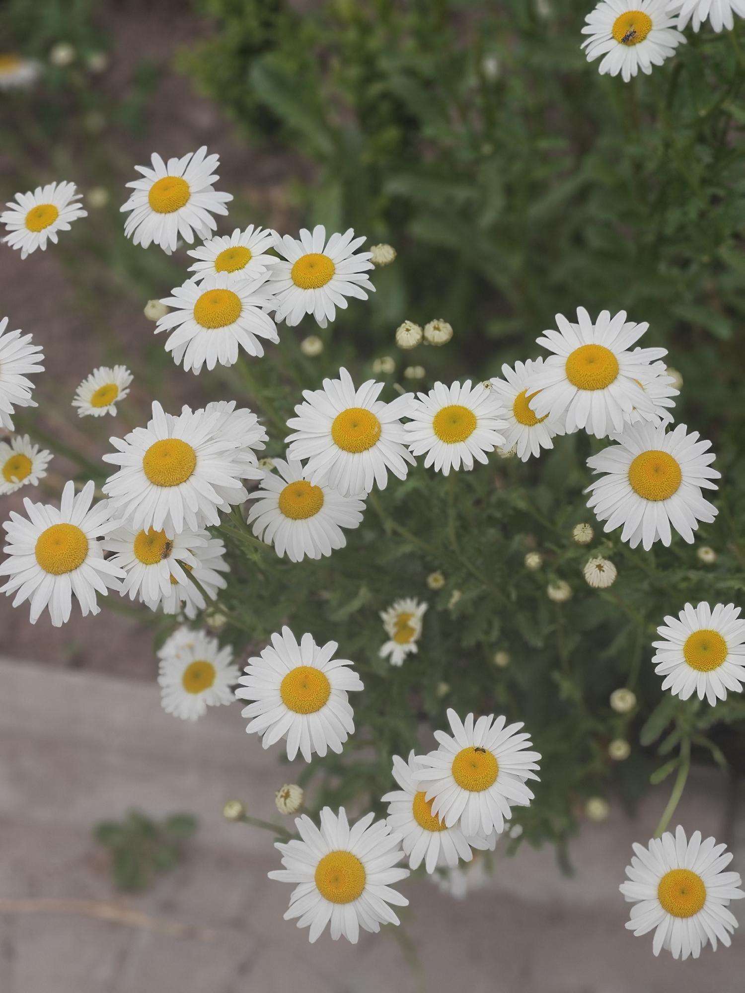 Everyday outdoor life observed in Hadiach, Ukraine