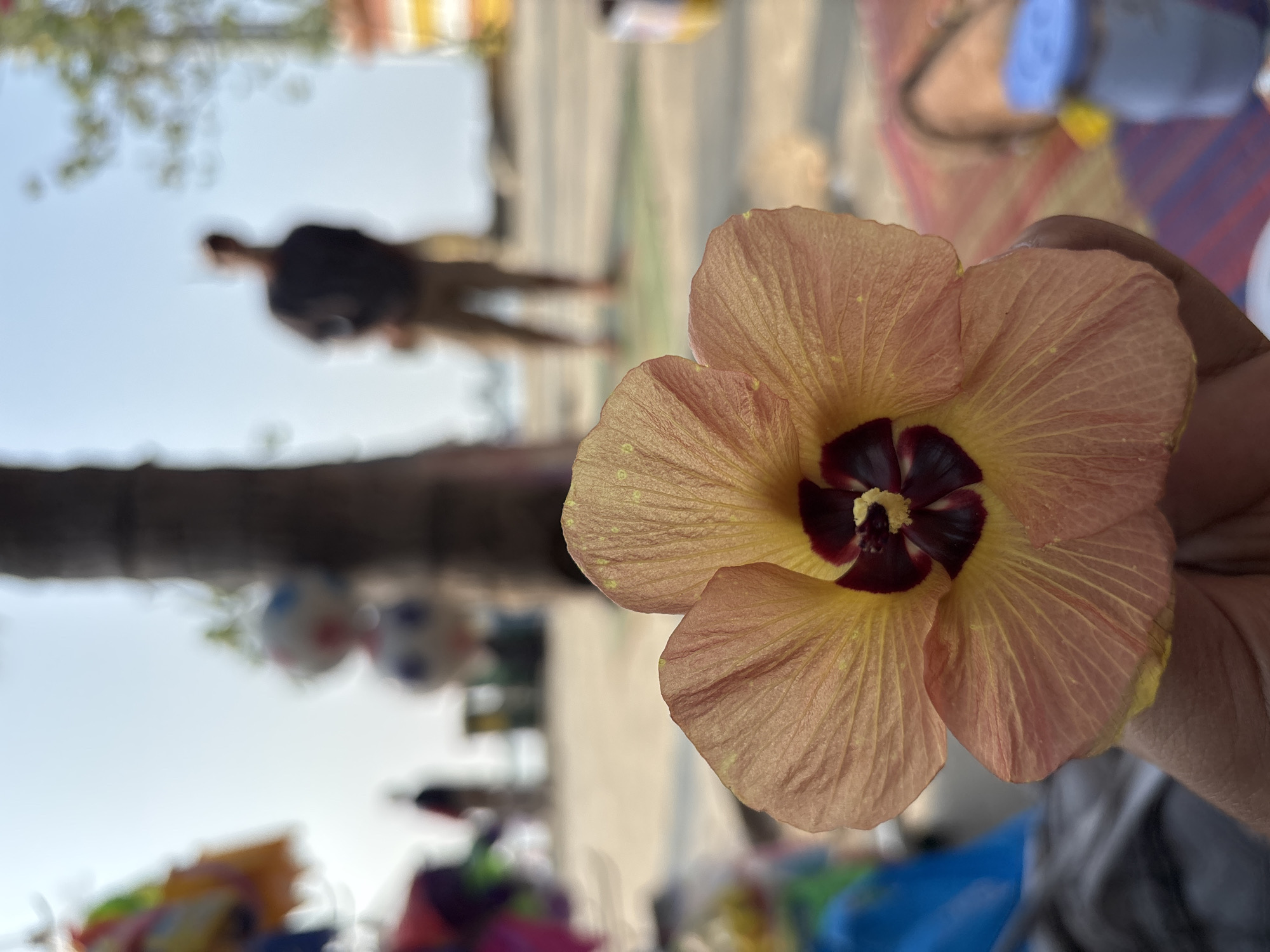 Hibiscus and palms under clear skies in North Jakarta