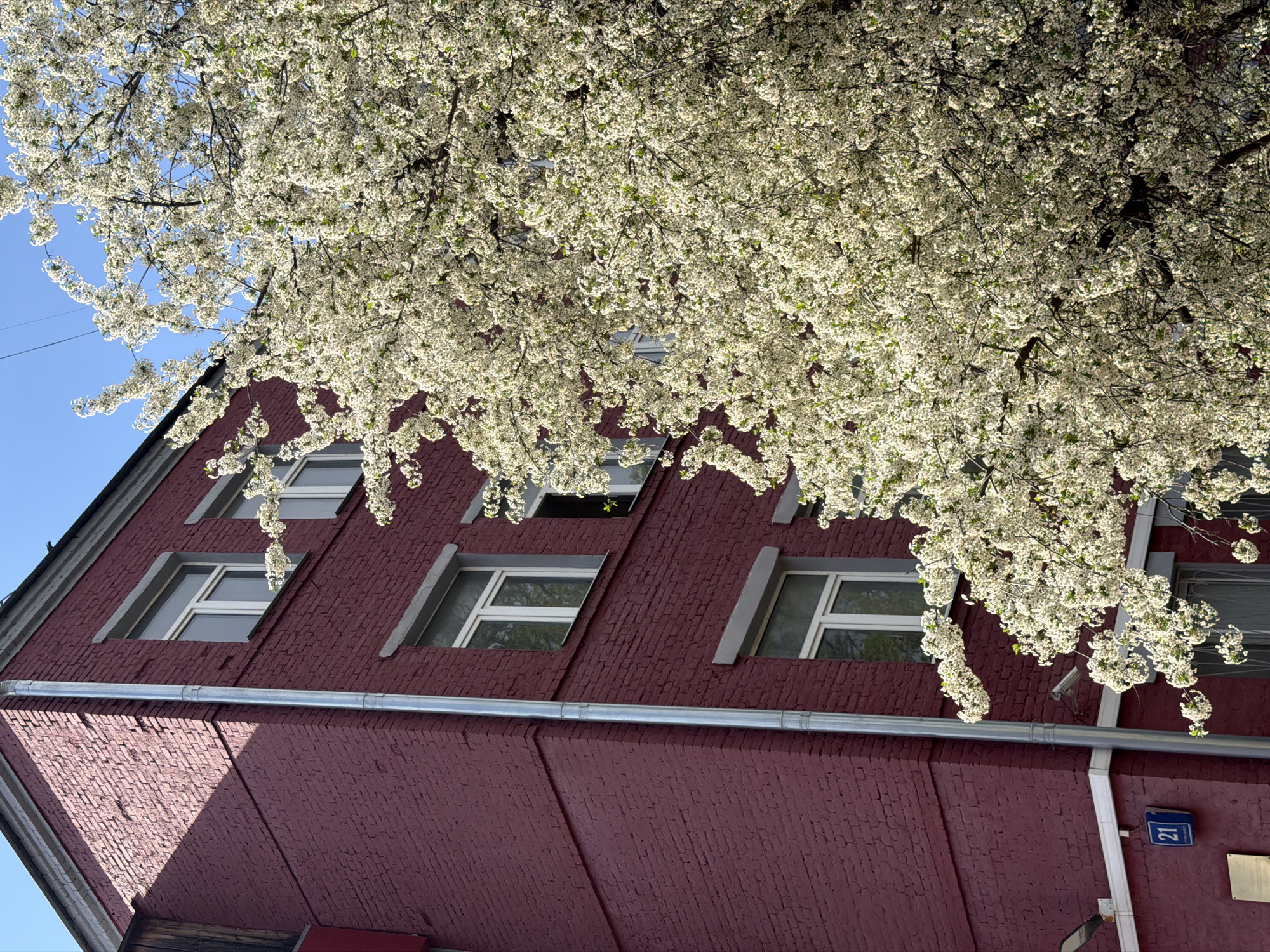 Spring blossoms and historic architecture captured in central Moscow