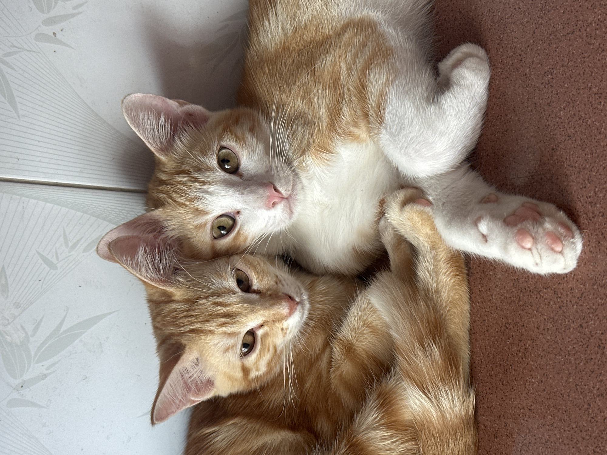 Kittens, sewing, and street life in Nha Trang's northern ward