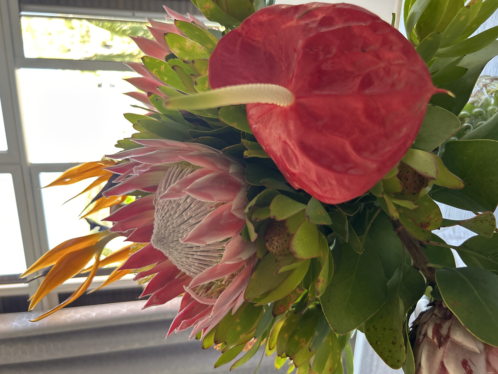 Exotic flowers and streetscapes documented in Câmara de Lobos