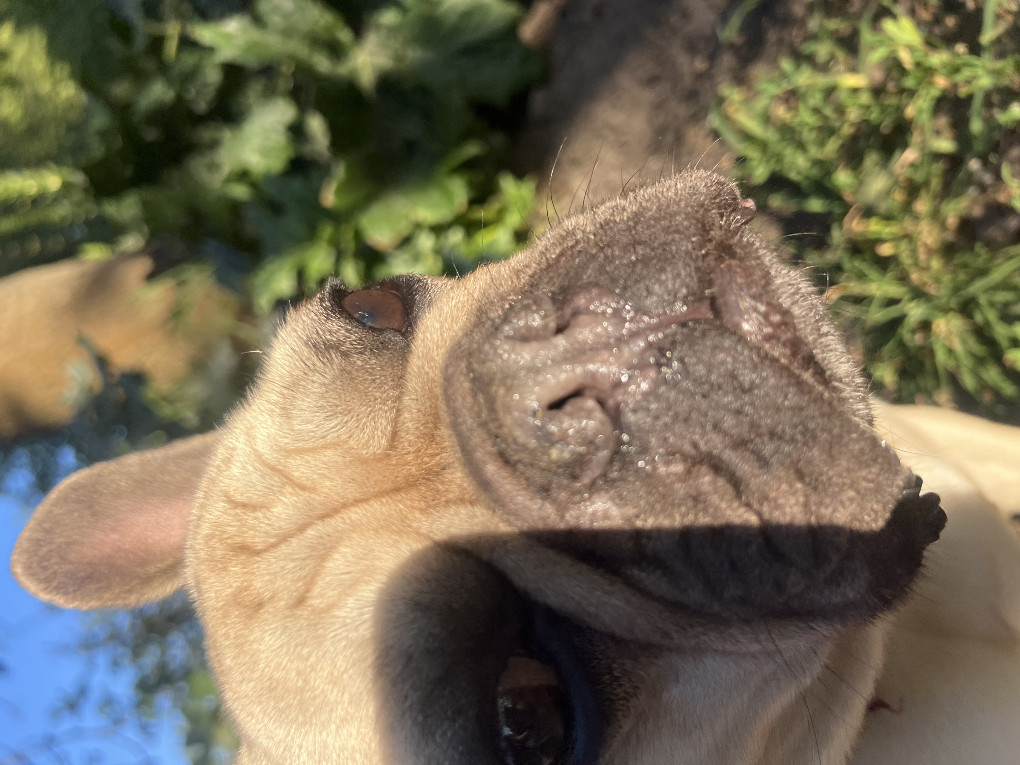 French Bulldog photographed close-up in London