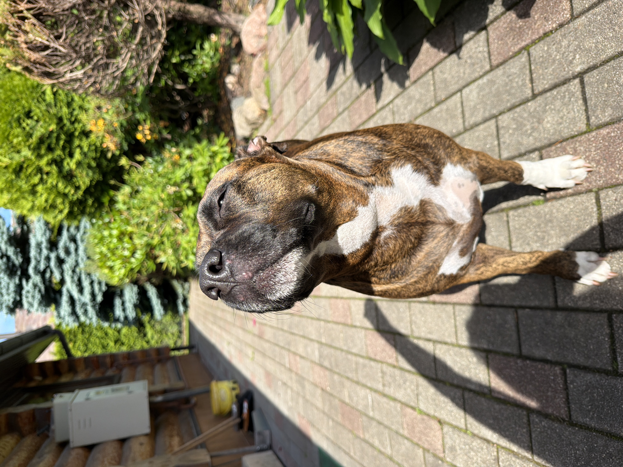 Baloži garden in bloom, dogs, and a quiet morning at home