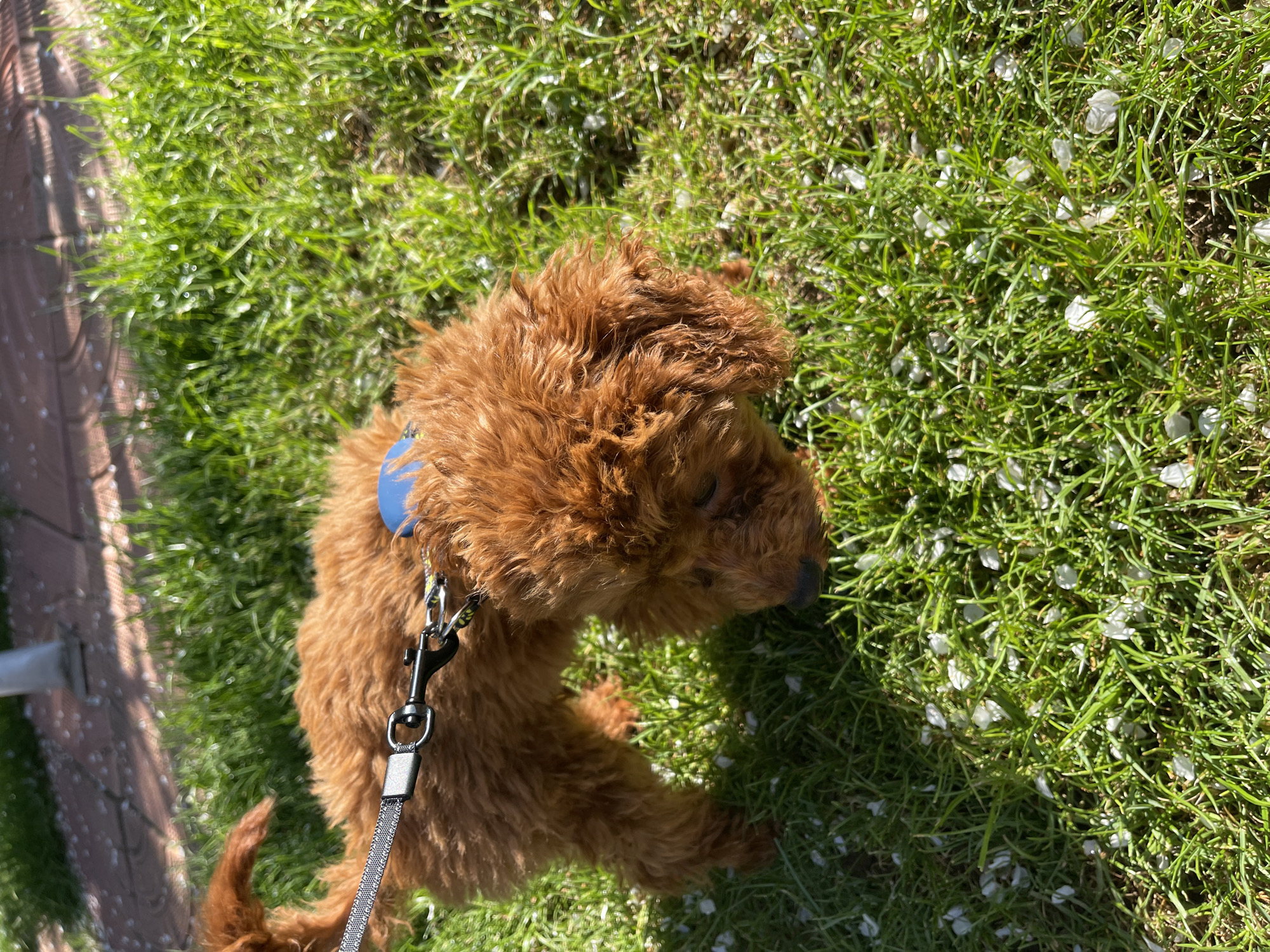 Morning moments with brown poodle documented across Sofia locations