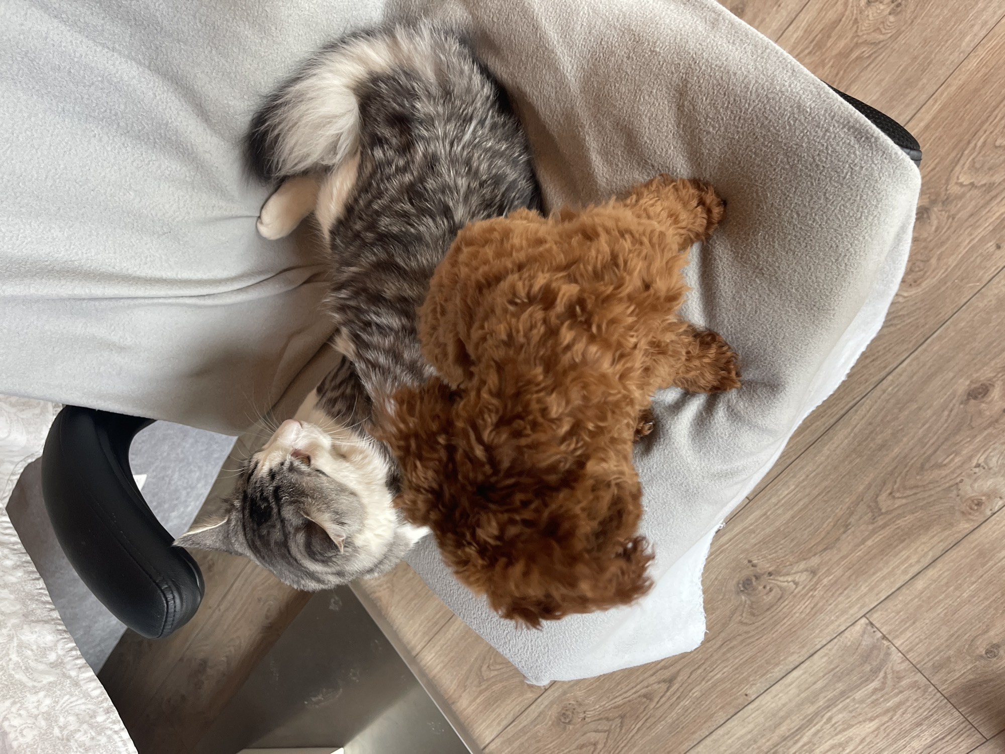 Poodle puppy and tabby cat share playful moments in Sofia