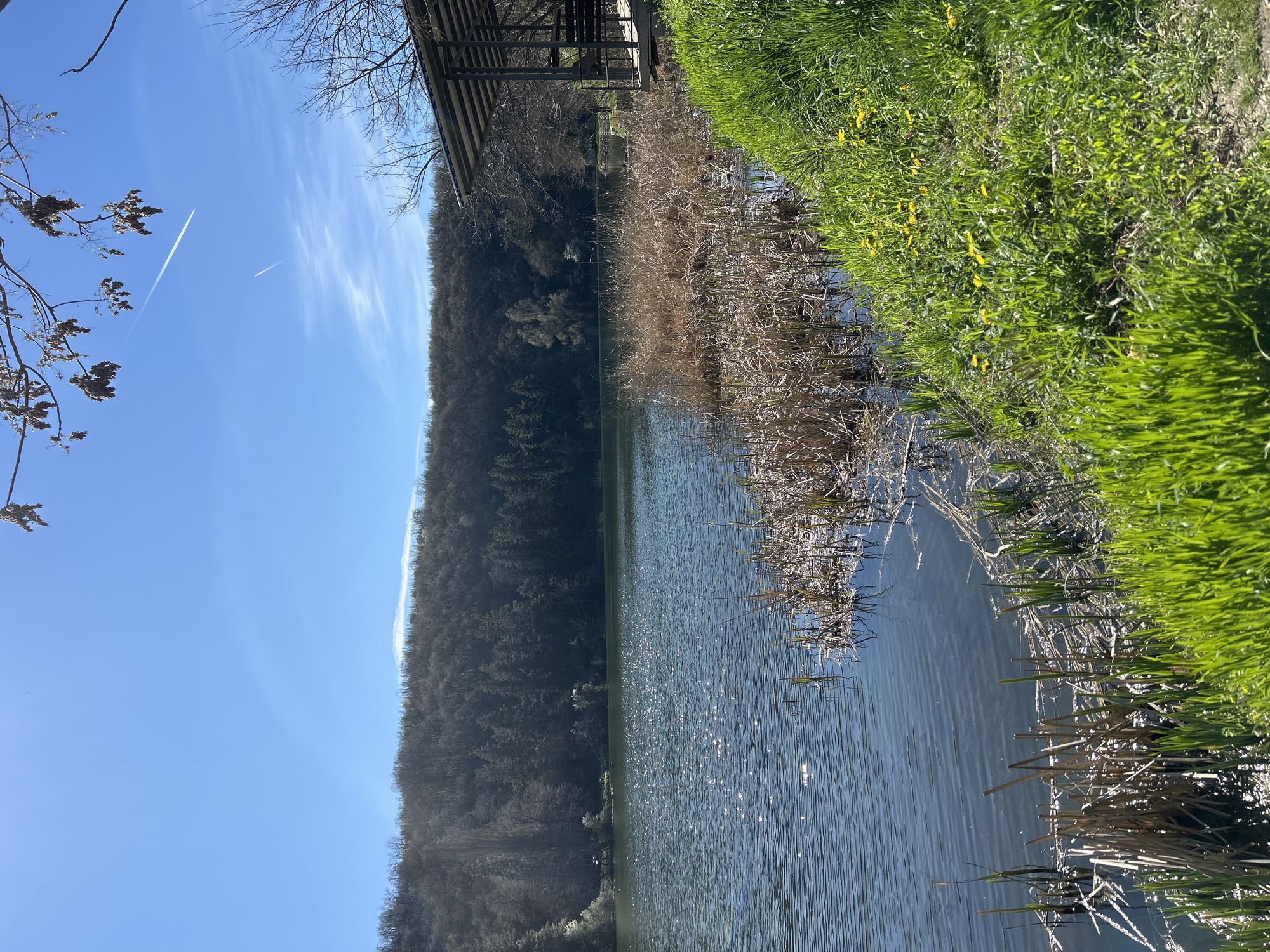 Lake scene with vegetation documented in Pleven, Bulgaria