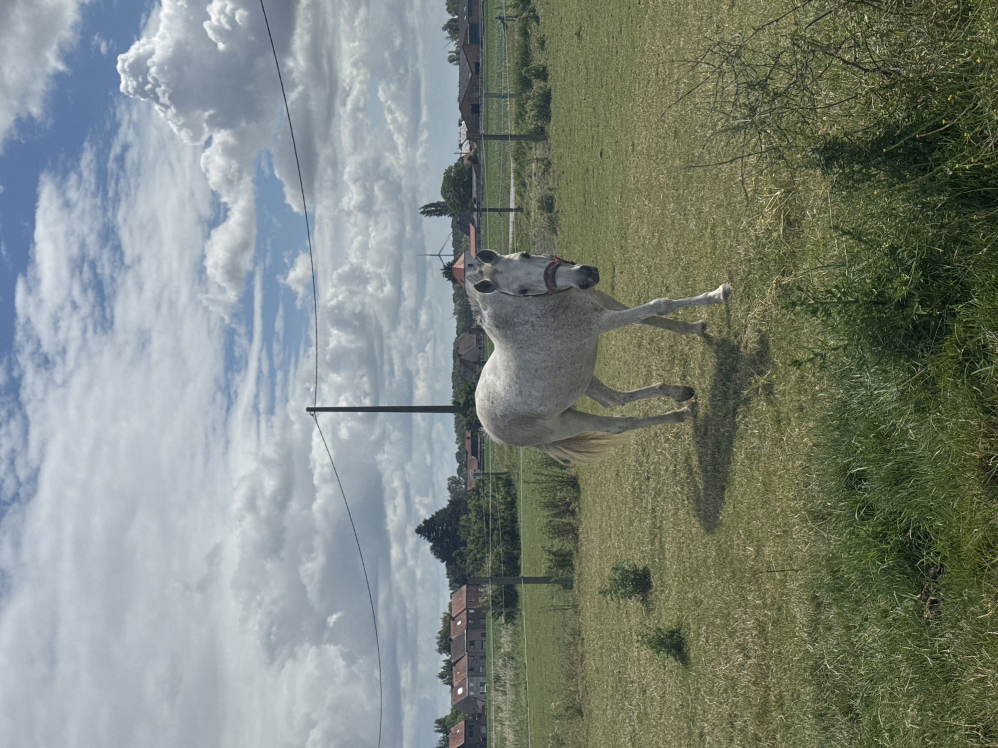 Horses graze in Belgian countryside amid blooming poppies