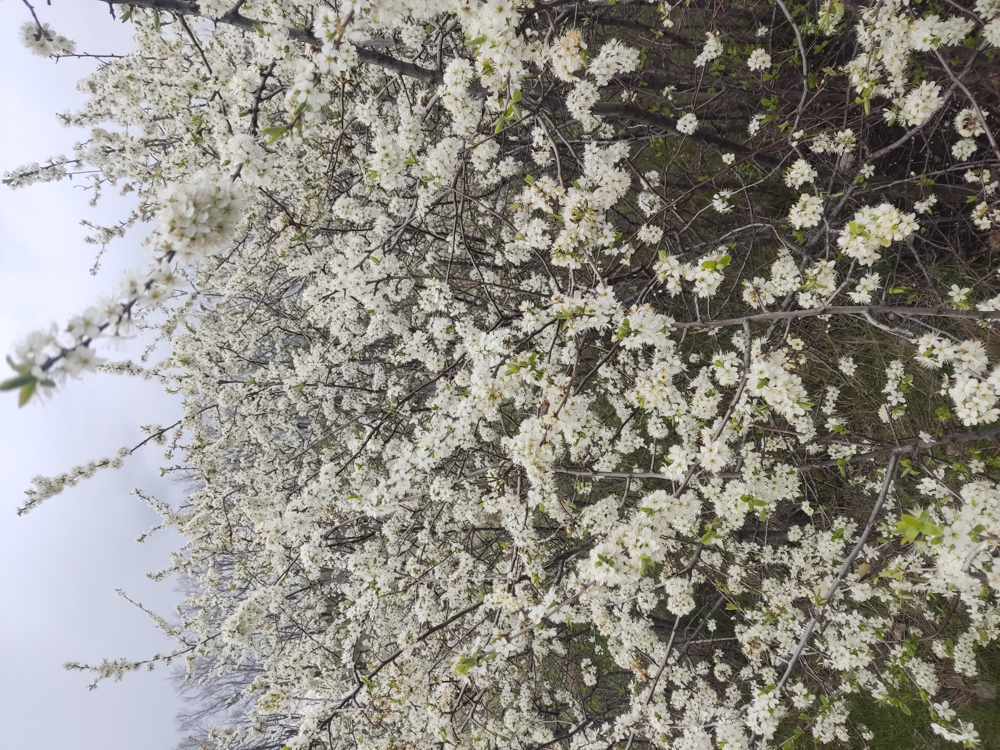 Spring blooms documented in Khrustalnyi, Ukraine