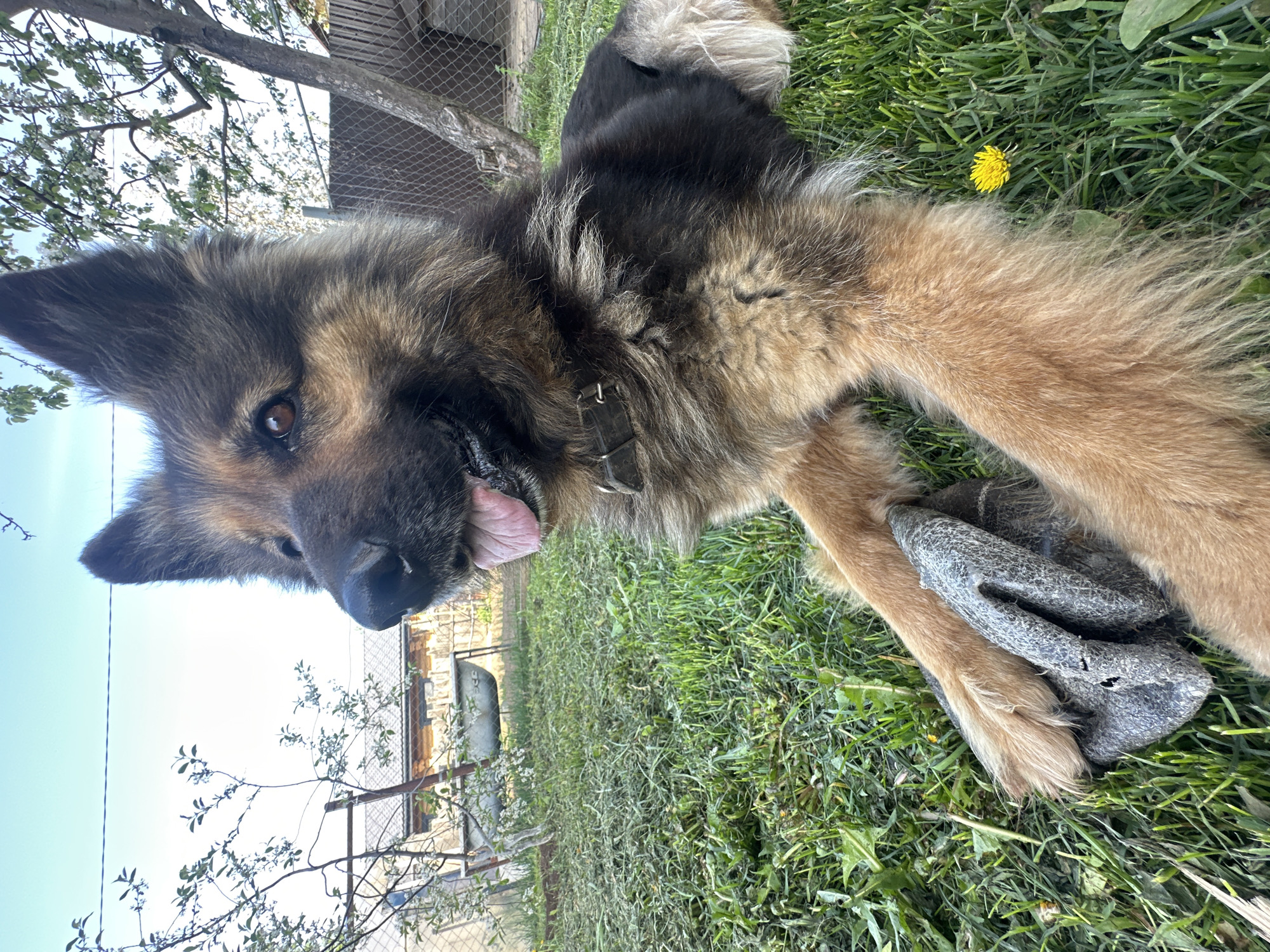 Dog plays while gardener tills soil in Chaikovsky