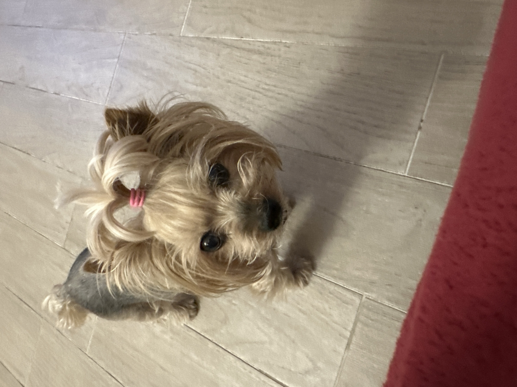 Sofia resident captures quiet evening at home with pet