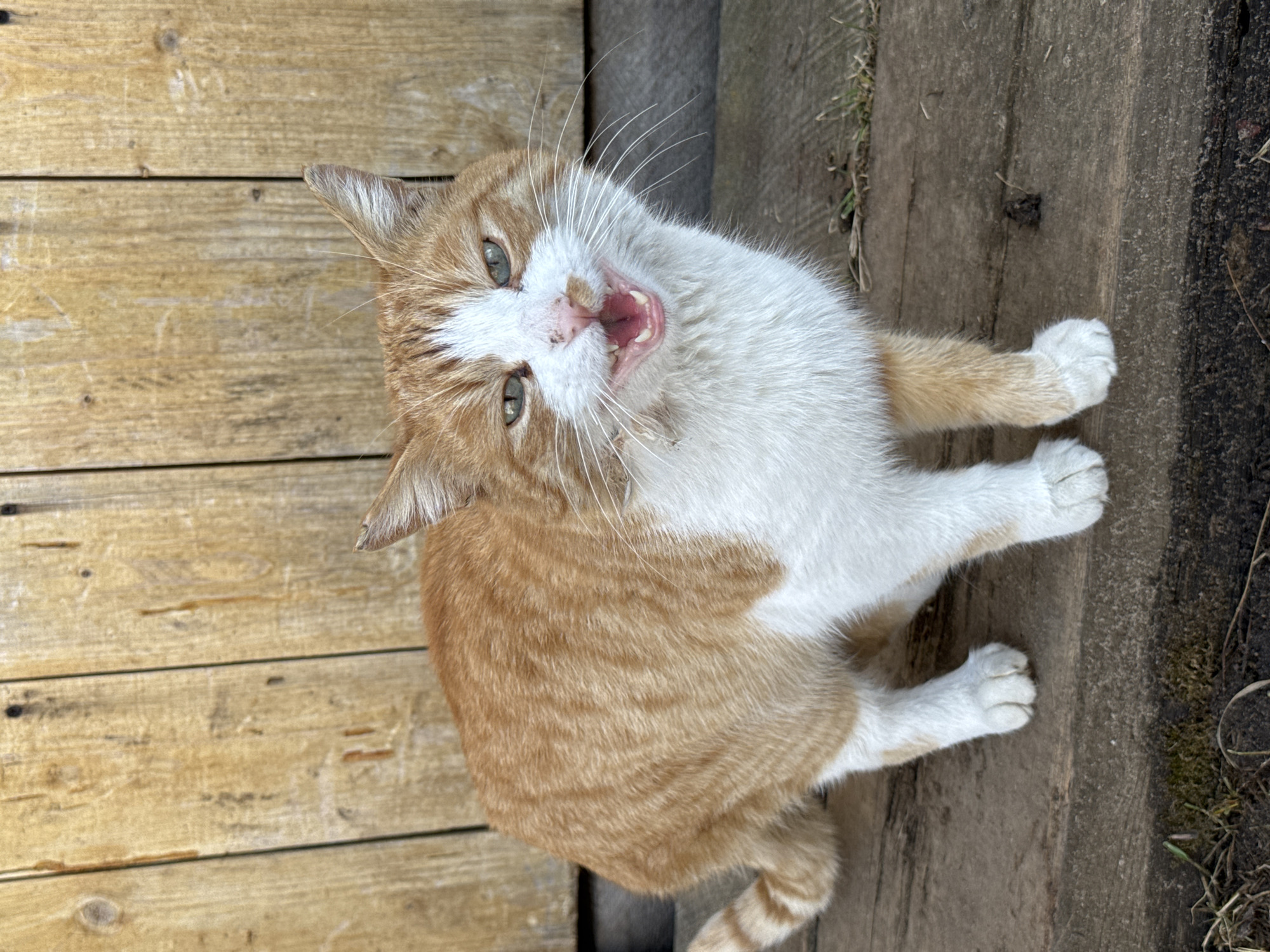 Cat caught meowing on wooden surface in Кемуль, Russia