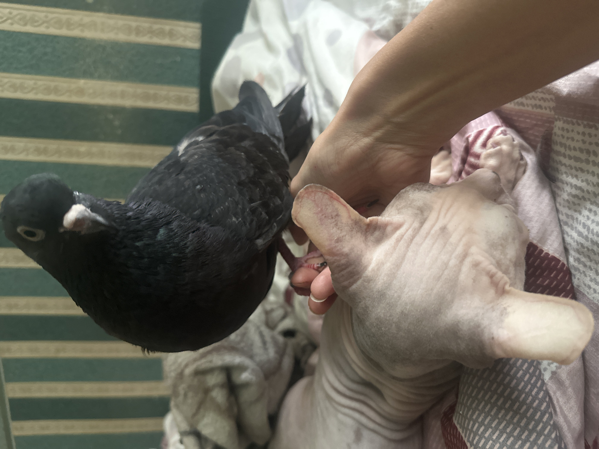 Pigeon and Sphynx cat hang out on a bed in Togliatti