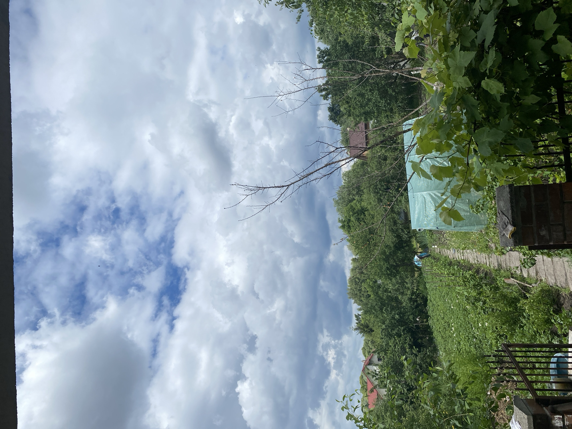 Morning garden tour documented in rural Murovane, Ukraine