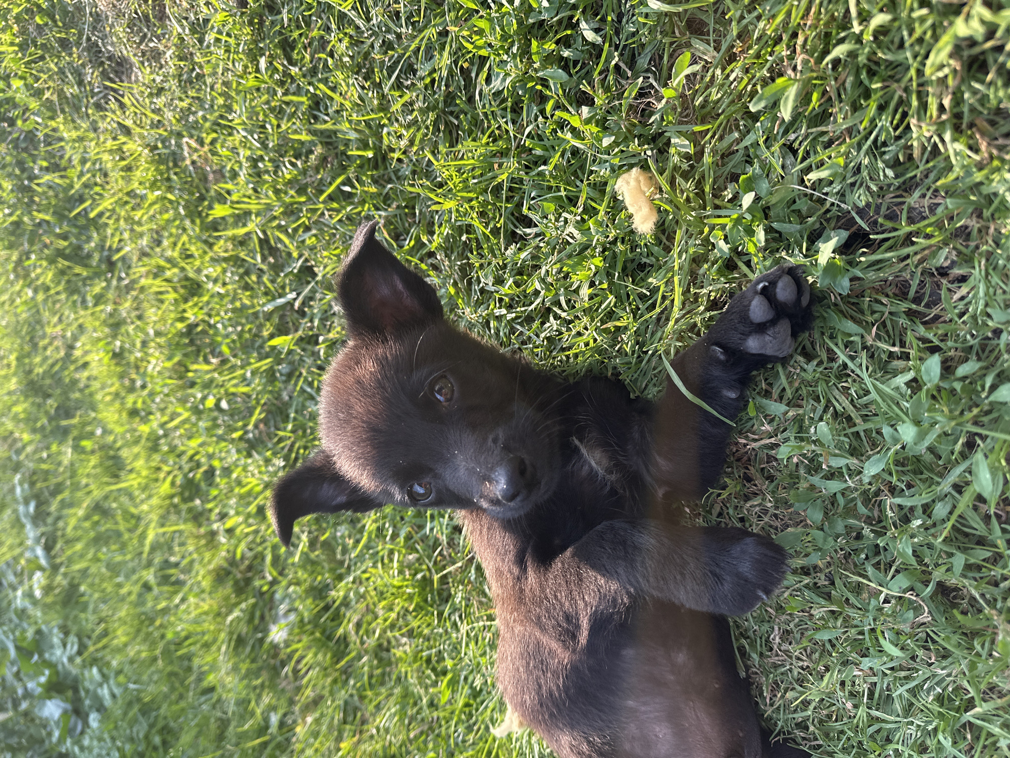 Puppy and cat caught relaxing, both looking up at the camera