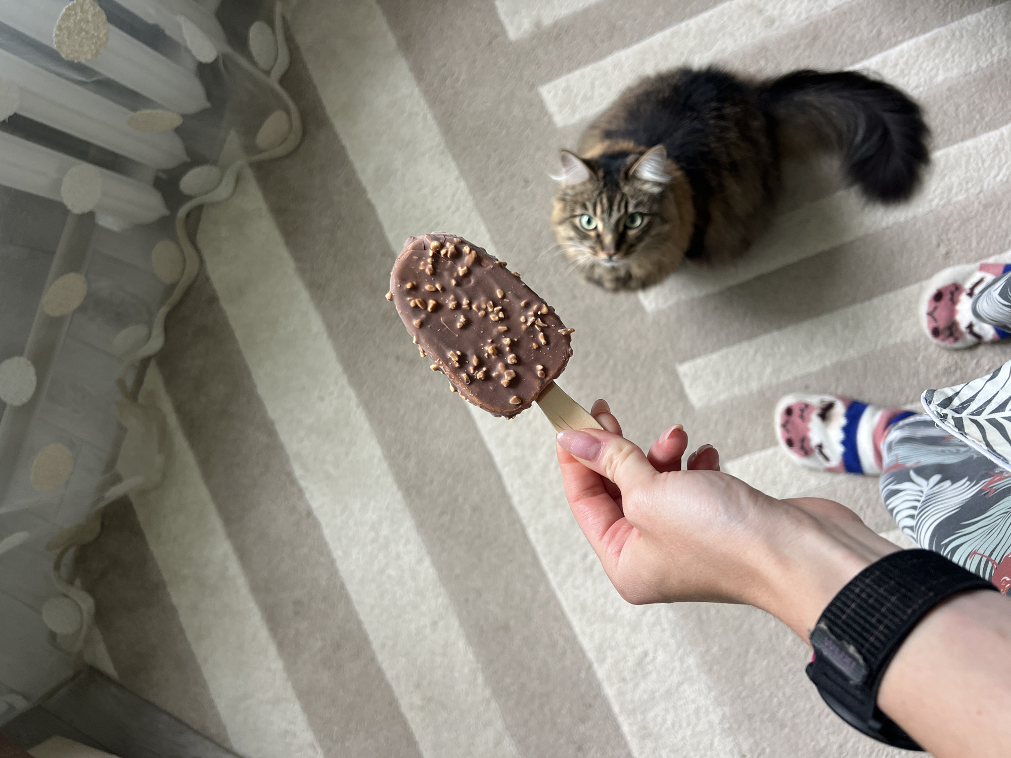 Early morning domestic moments with cats and ice cream in Chaikovsky