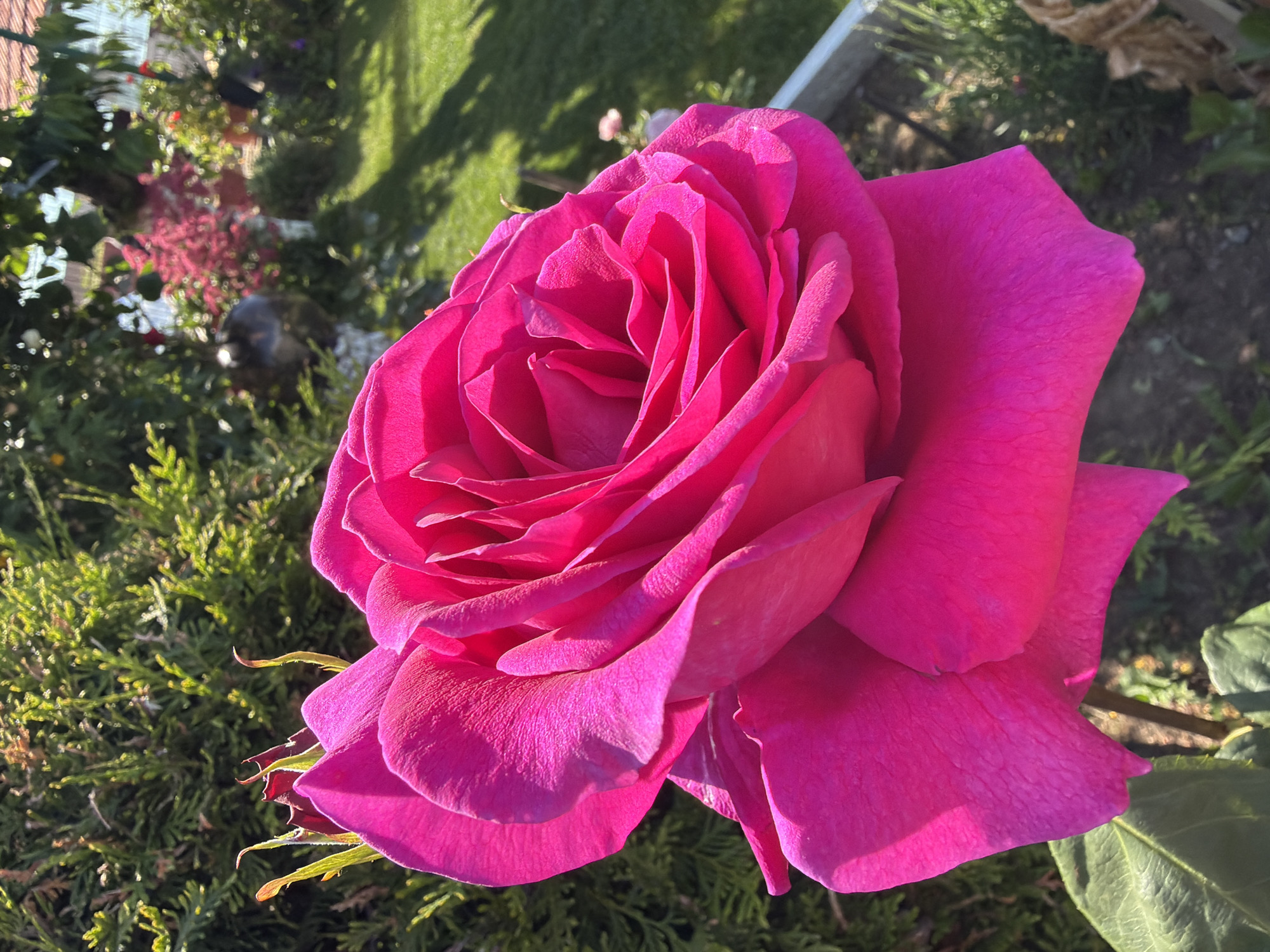 Roses bloom in Bulgarian village amid spring afternoon