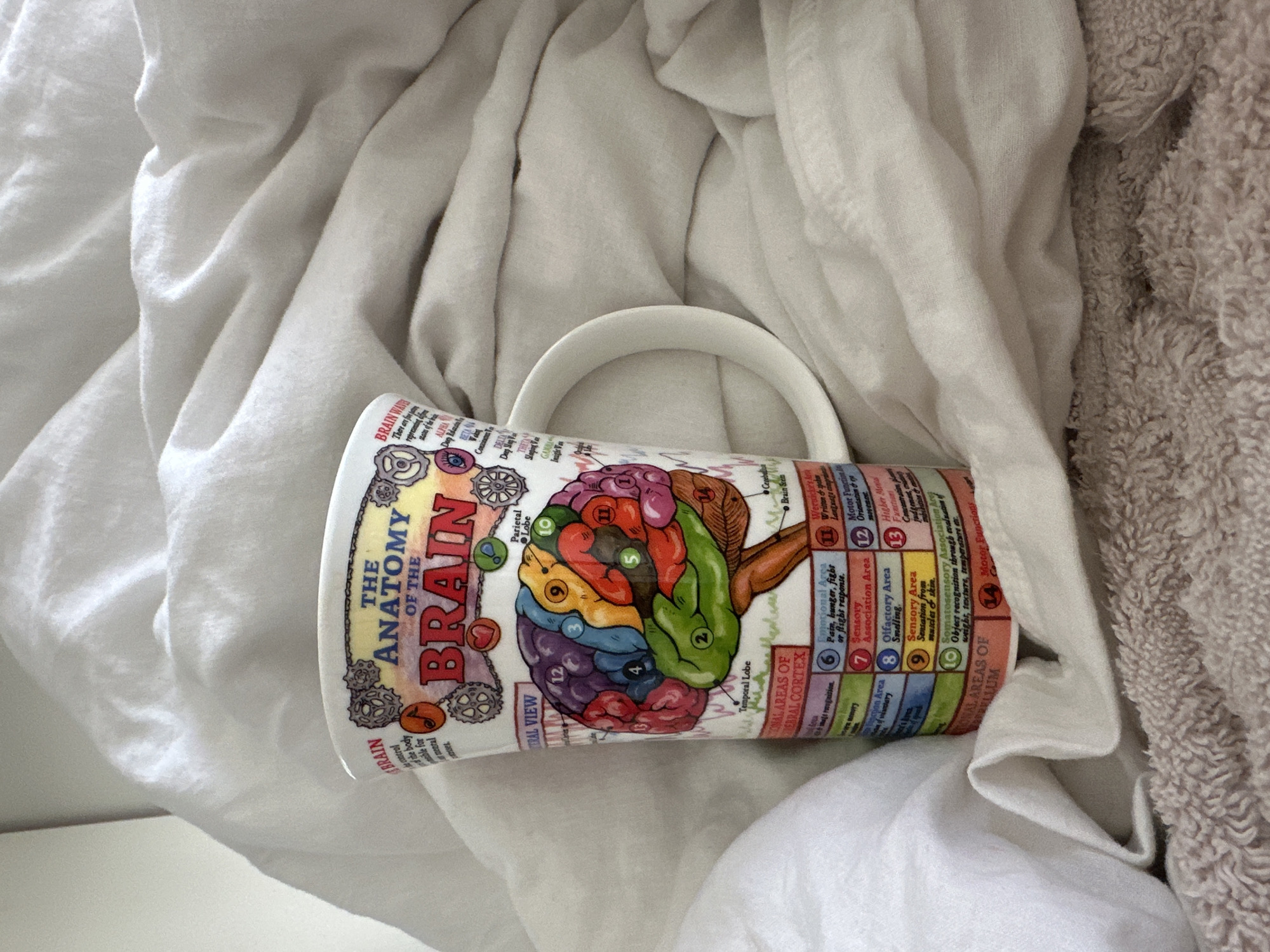Brain anatomy mug spotted on bedding in Tunbridge Wells