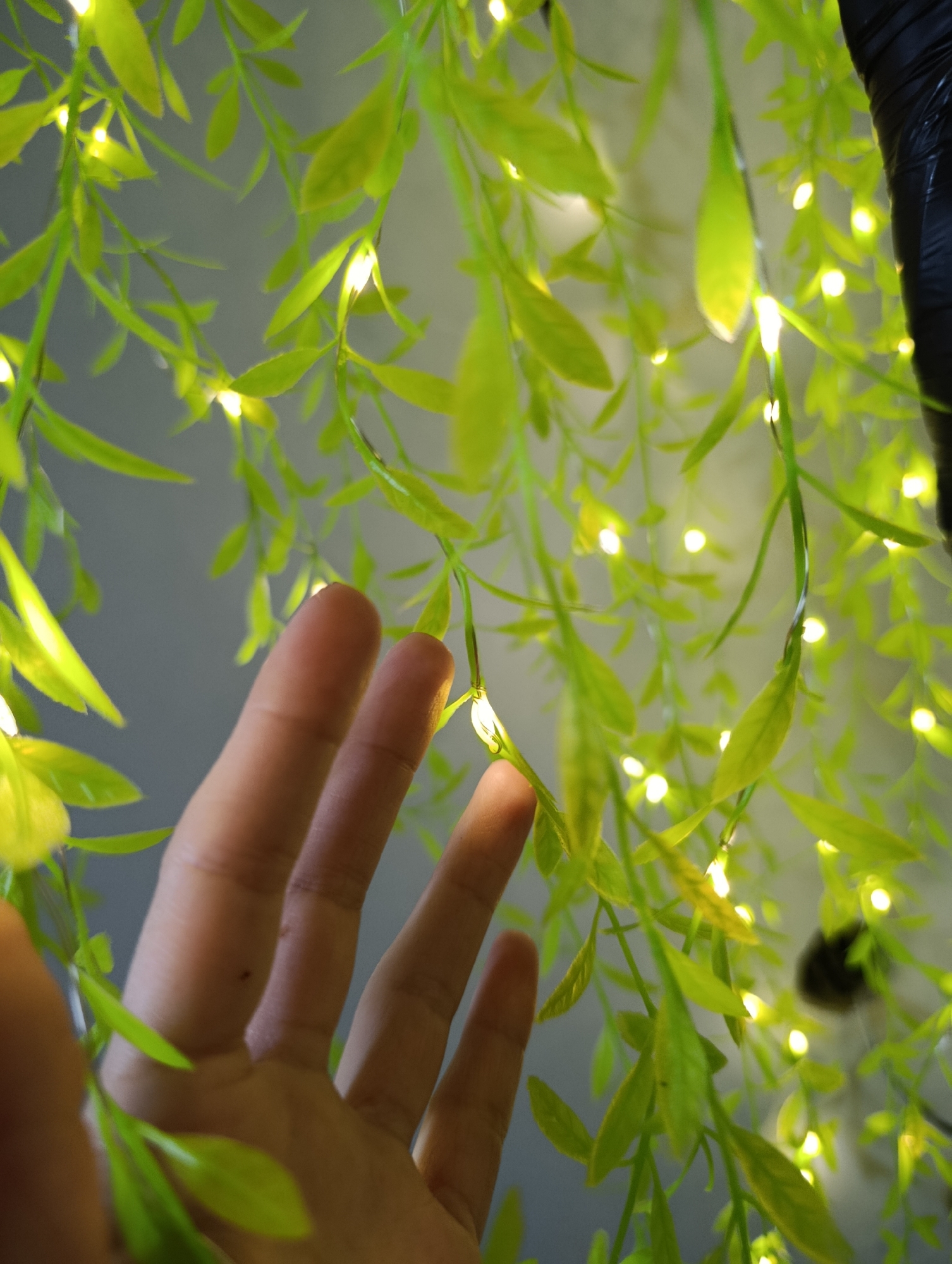 Person documents indoor plant collection in Svilengrad, Bulgaria