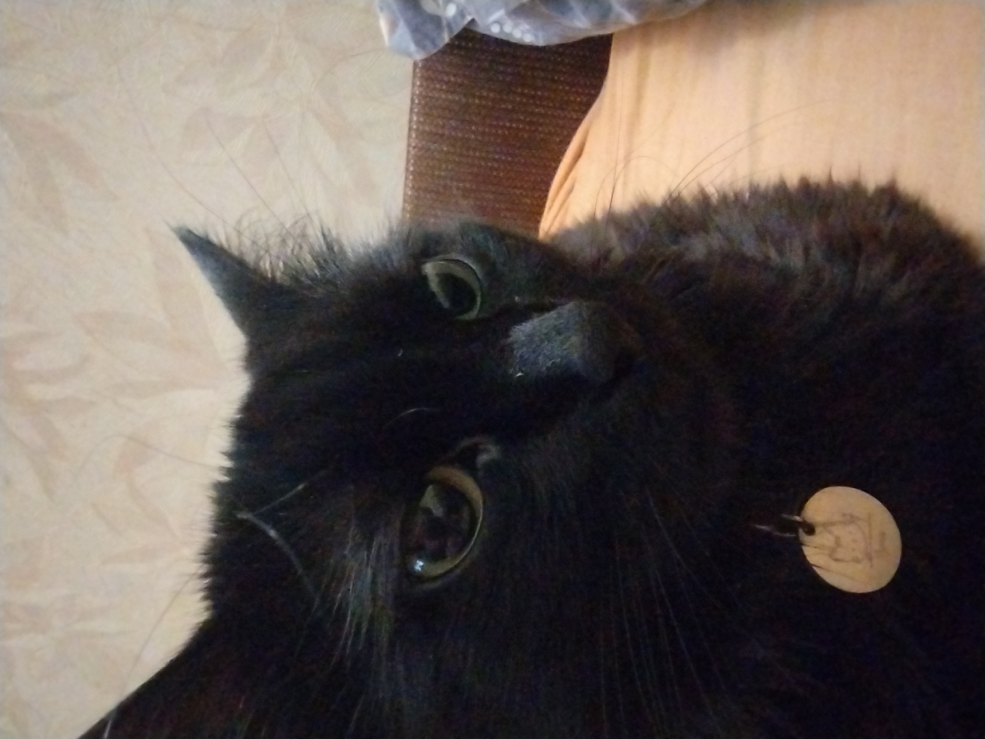 A black cat and orchid blooms at home