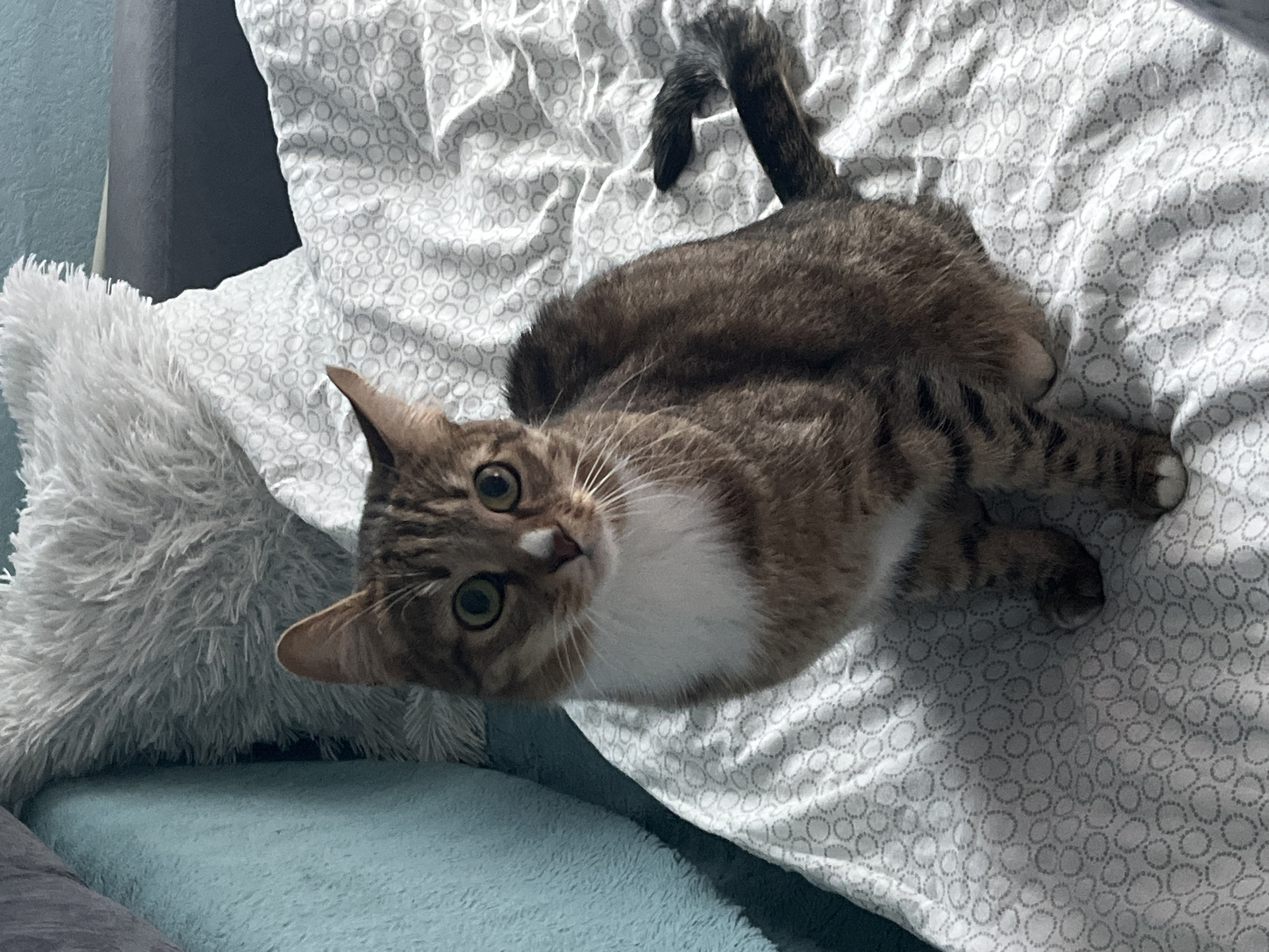 Tabby cat photographed on bed in Izhevsk, Russia