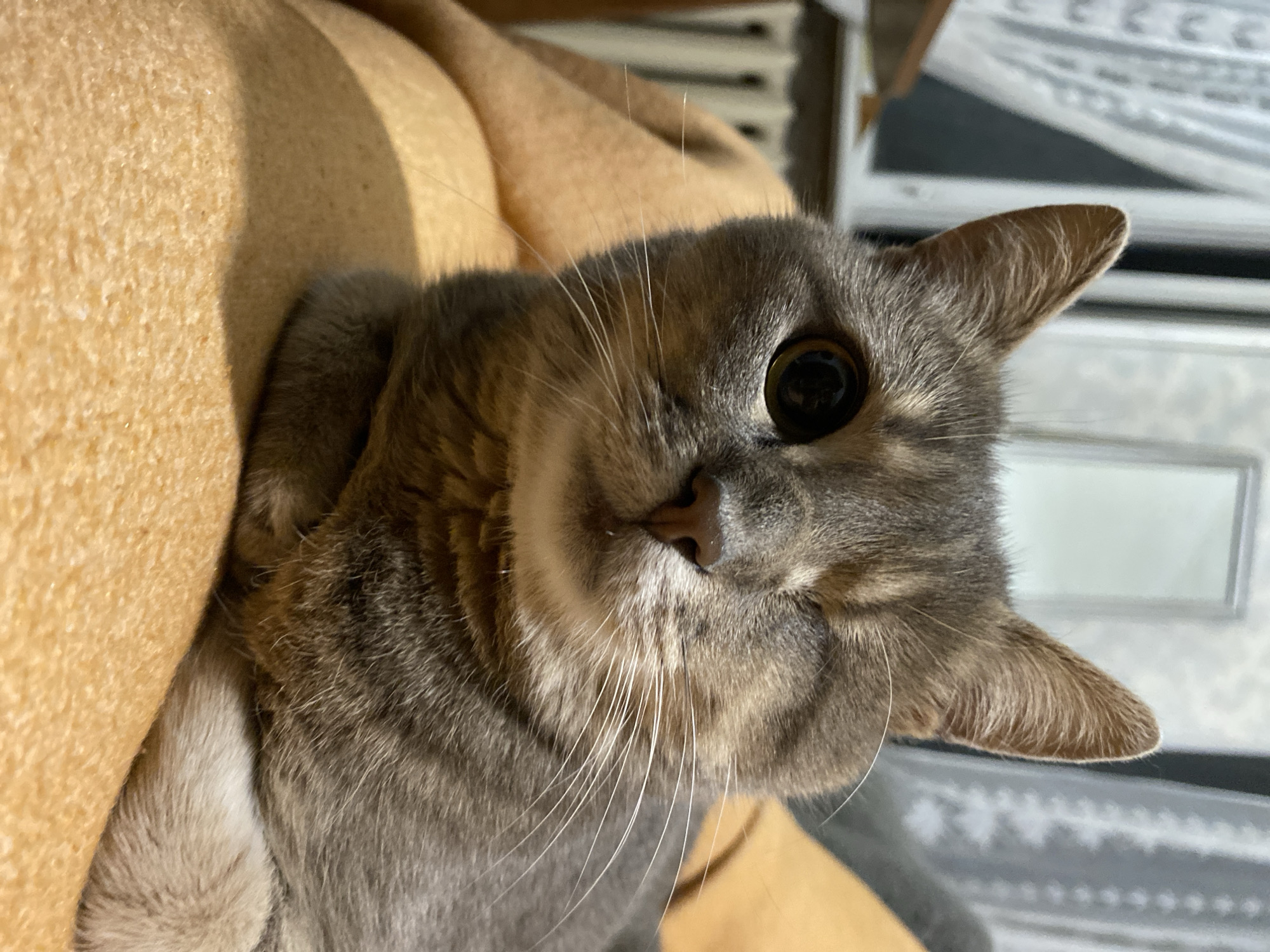 Cats lounging around the house, doing cat things