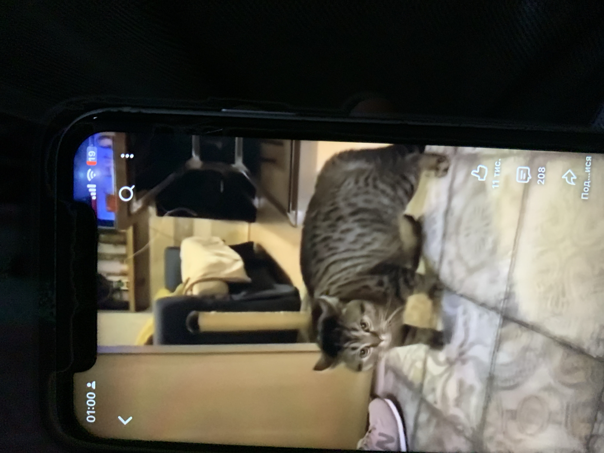Late-night car ride in Zhmerynka, cats and phone scrolling included