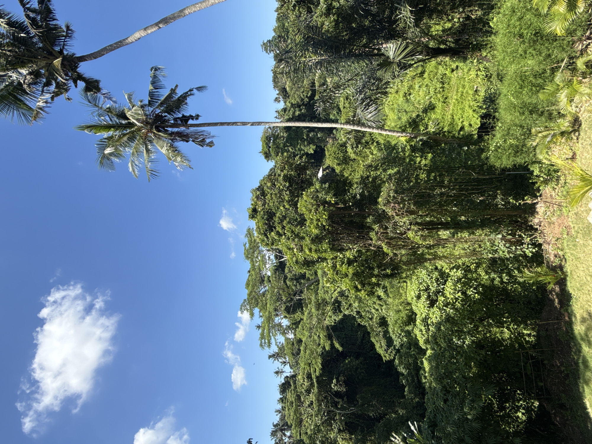 Morning tropical landscape documented in Ubud District, Indonesia