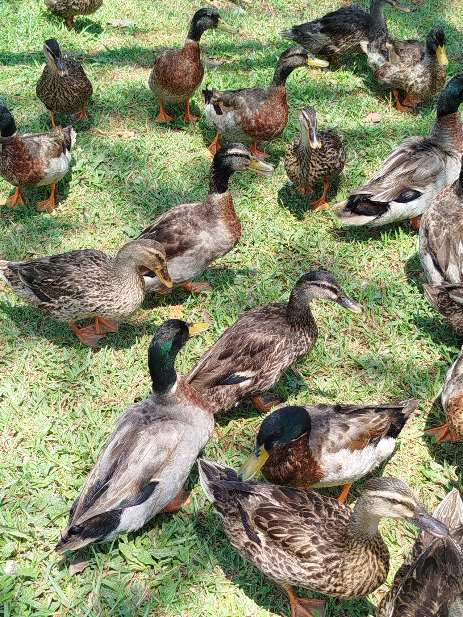 Cyclist documents duck flock at dawn in Vietnamese village
