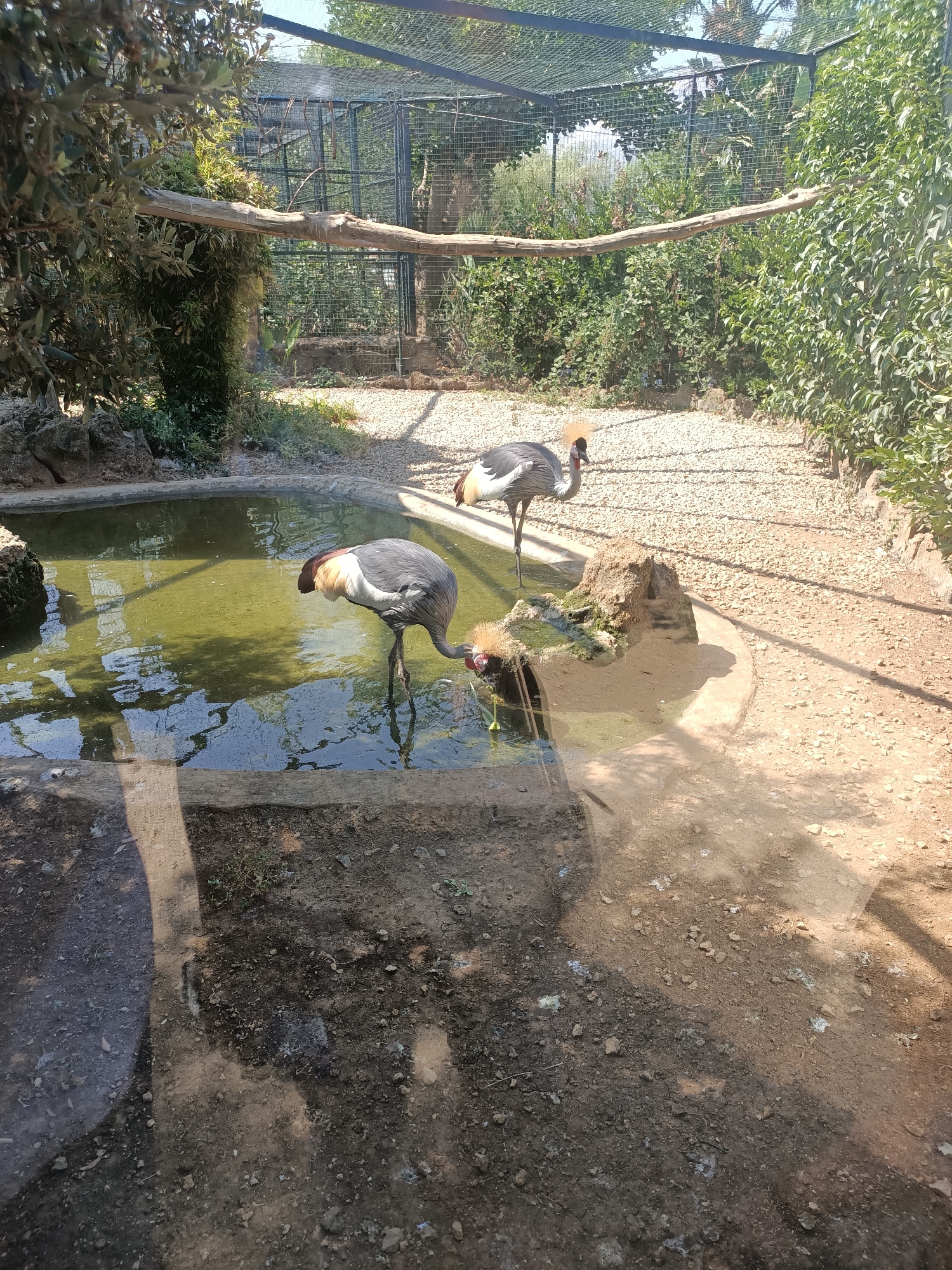 Morning walk through Bioparco di Sicilia's animal enclosures