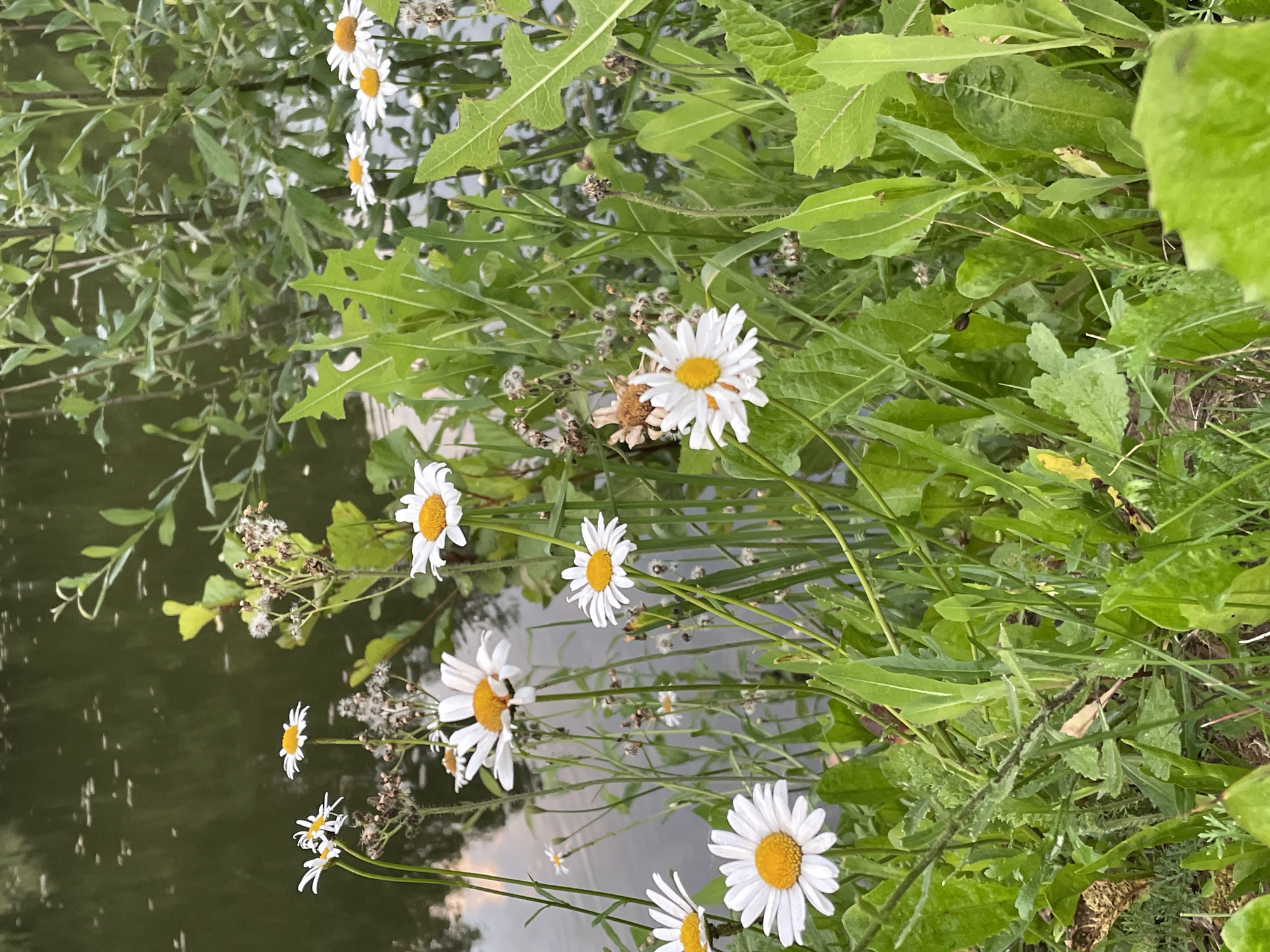 Flowers, skies, and a cat — a quiet nature session