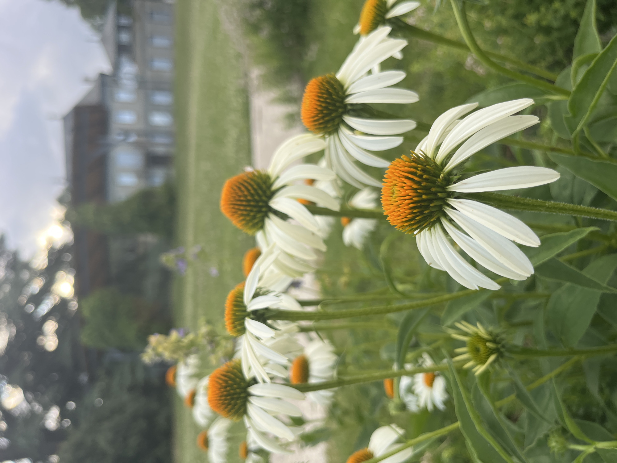 Geneva community garden: chickens, veggies, wooden structures, and chill vibes